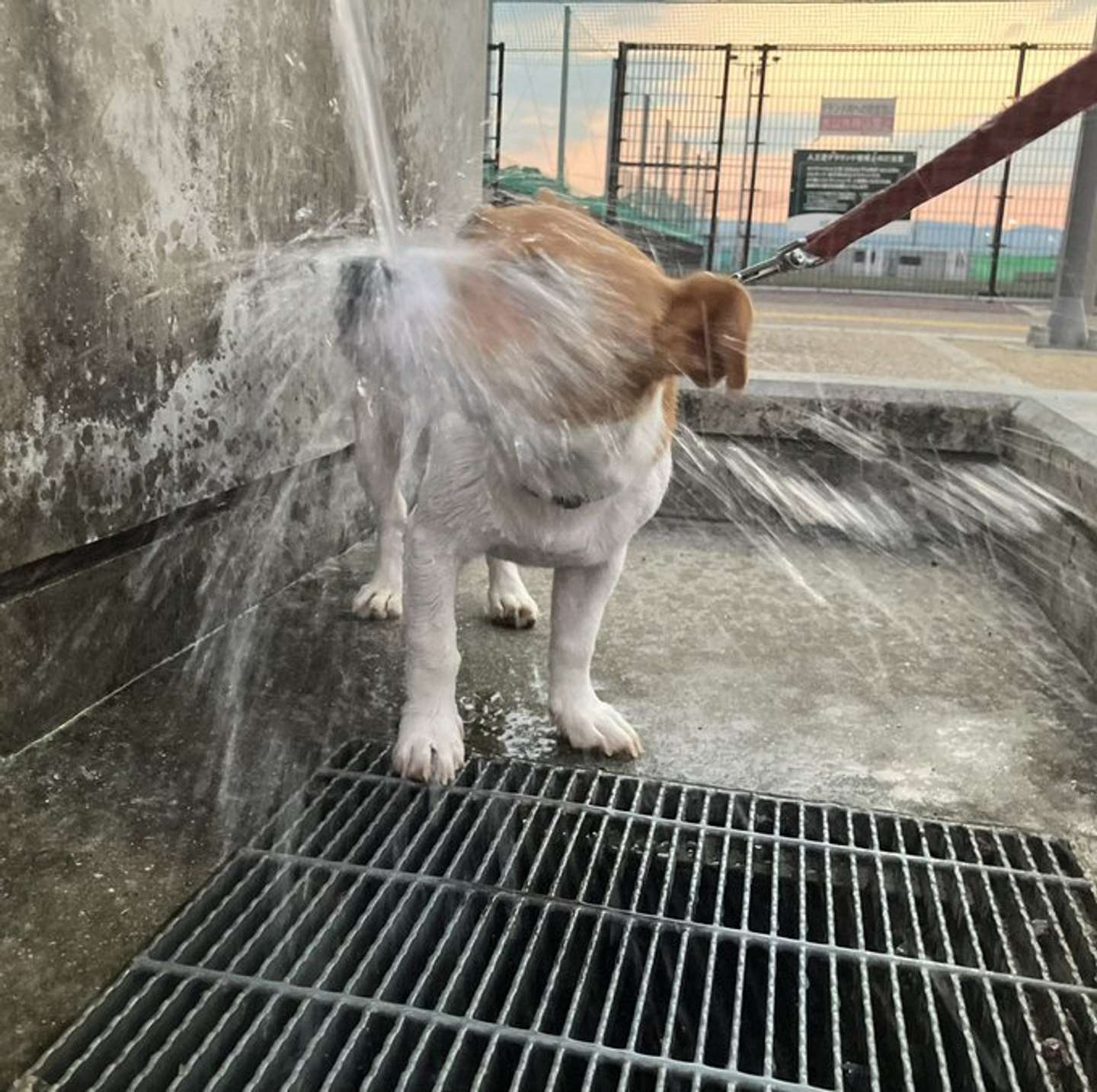 びっしゃ～！（画像はうに＠unini3330さんの投稿より）