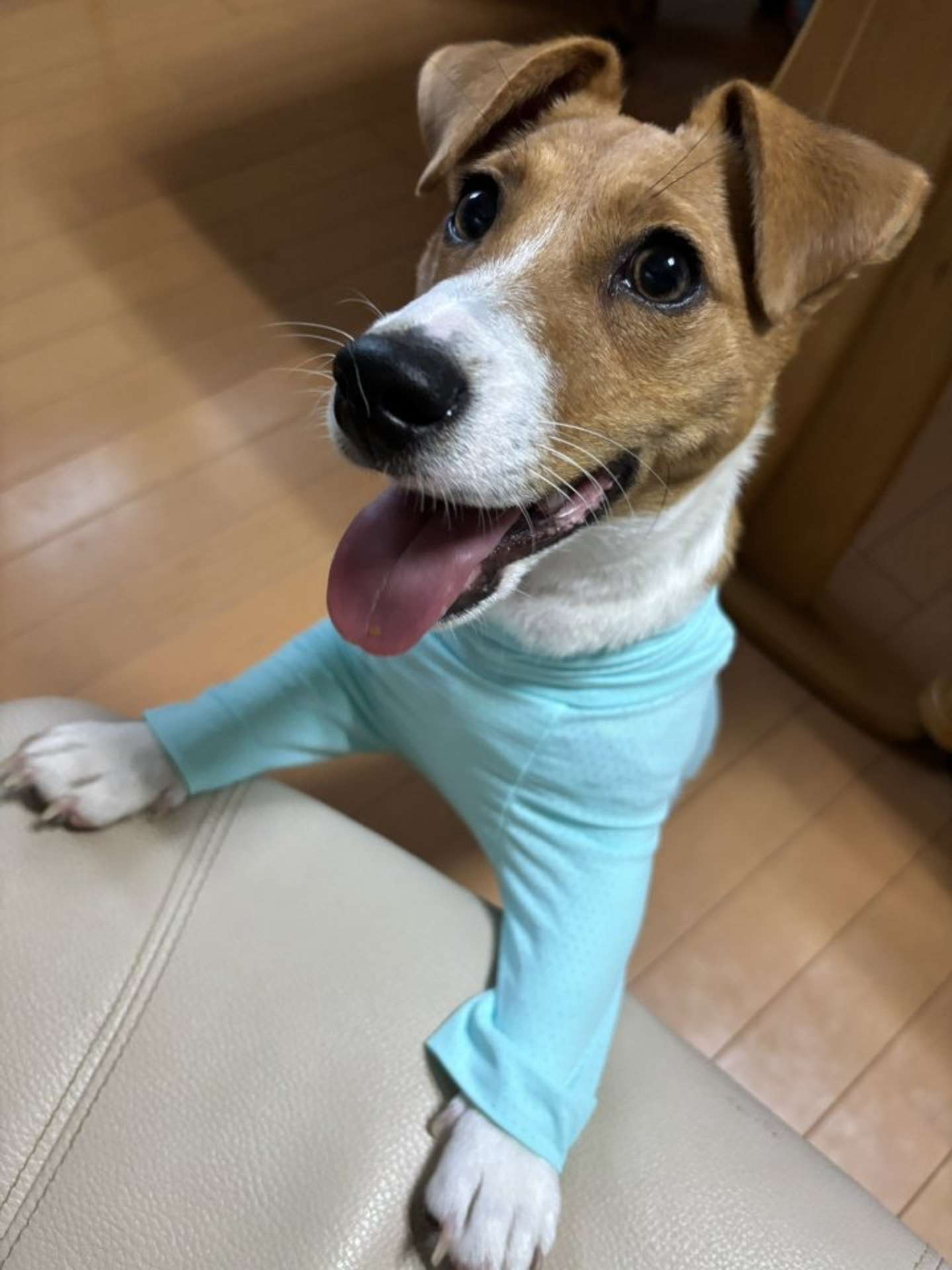 ジャックラッセルテリアのポコさん（画像はうに＠unini3330さんの投稿より）