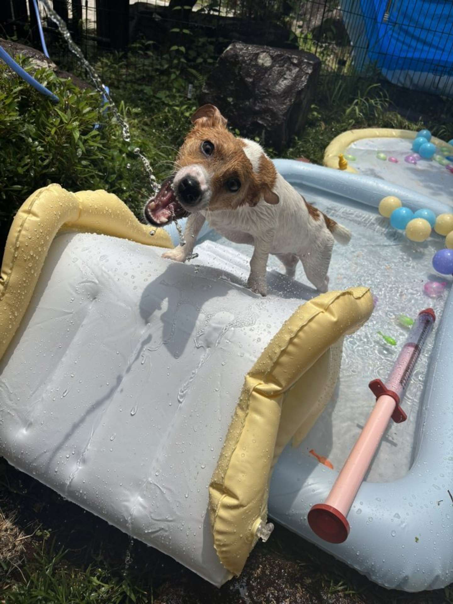 プールで水遊びをするポコさん（画像はうに＠unini3330さんの投稿より）