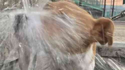 「どんくさかわいい100点満点」「優勝」　水を飲むのが下手すぎる犬に3.1万人癒される