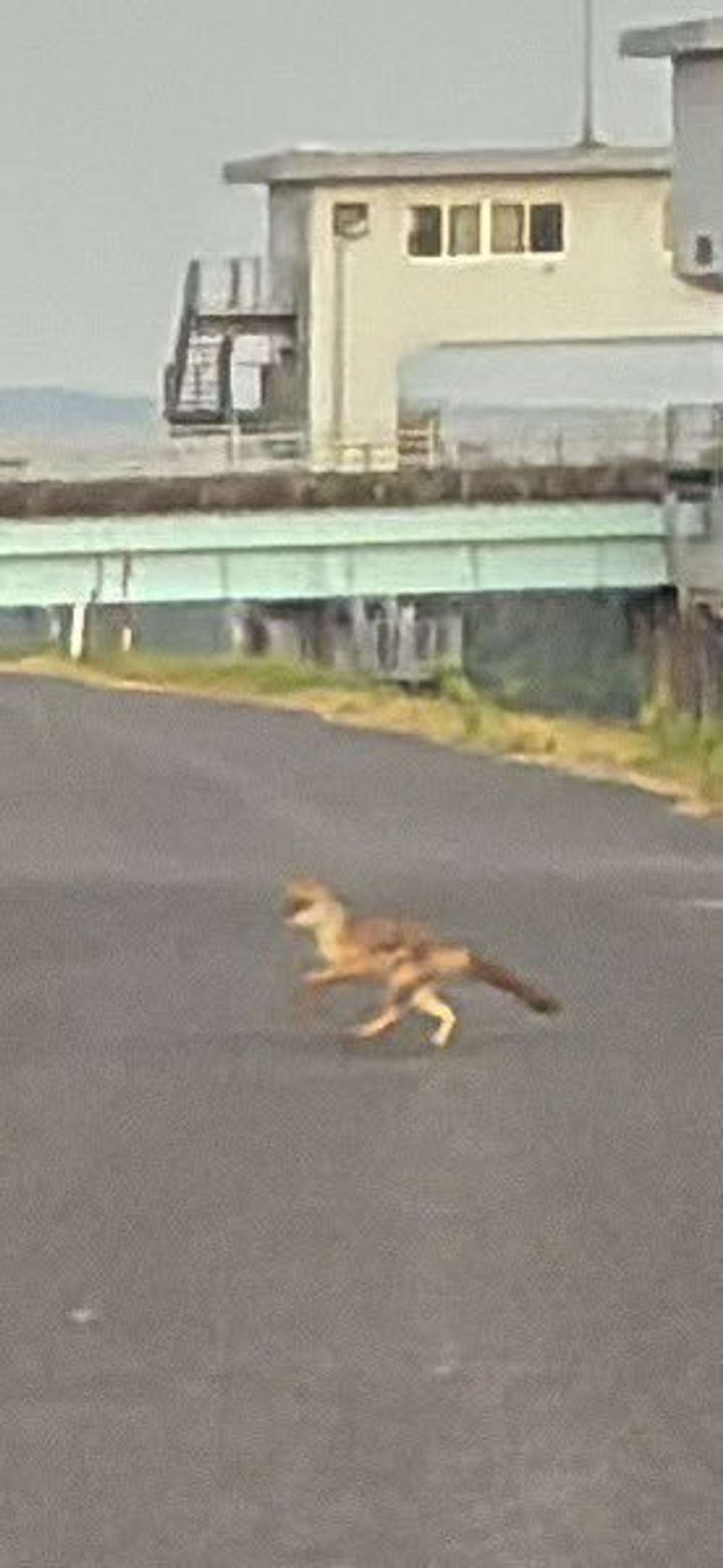 画像はよく騒ぐちゅなまぐろ（＠chuna_maguro_27）さん提供