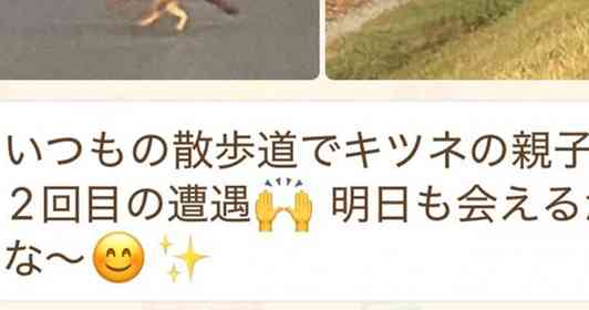 父「キツネの親子に遭遇!」→送られてきた写真を見ると... 〝ありえない生き物〟激写されてて11万人戦慄