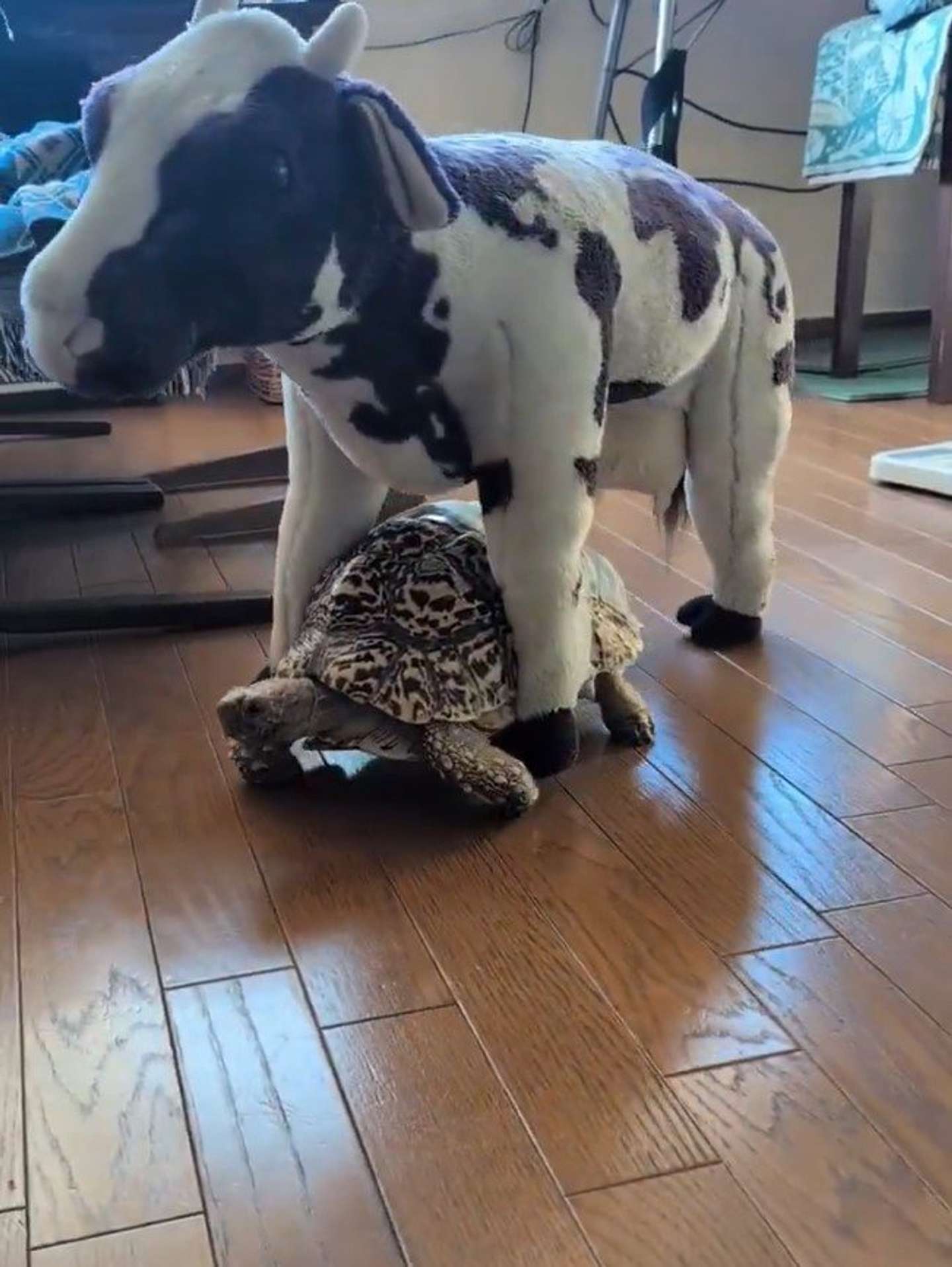 えっ（ヤマシタアサミ（＠don_mamei）さんの投稿動画よりスクリーンショット）