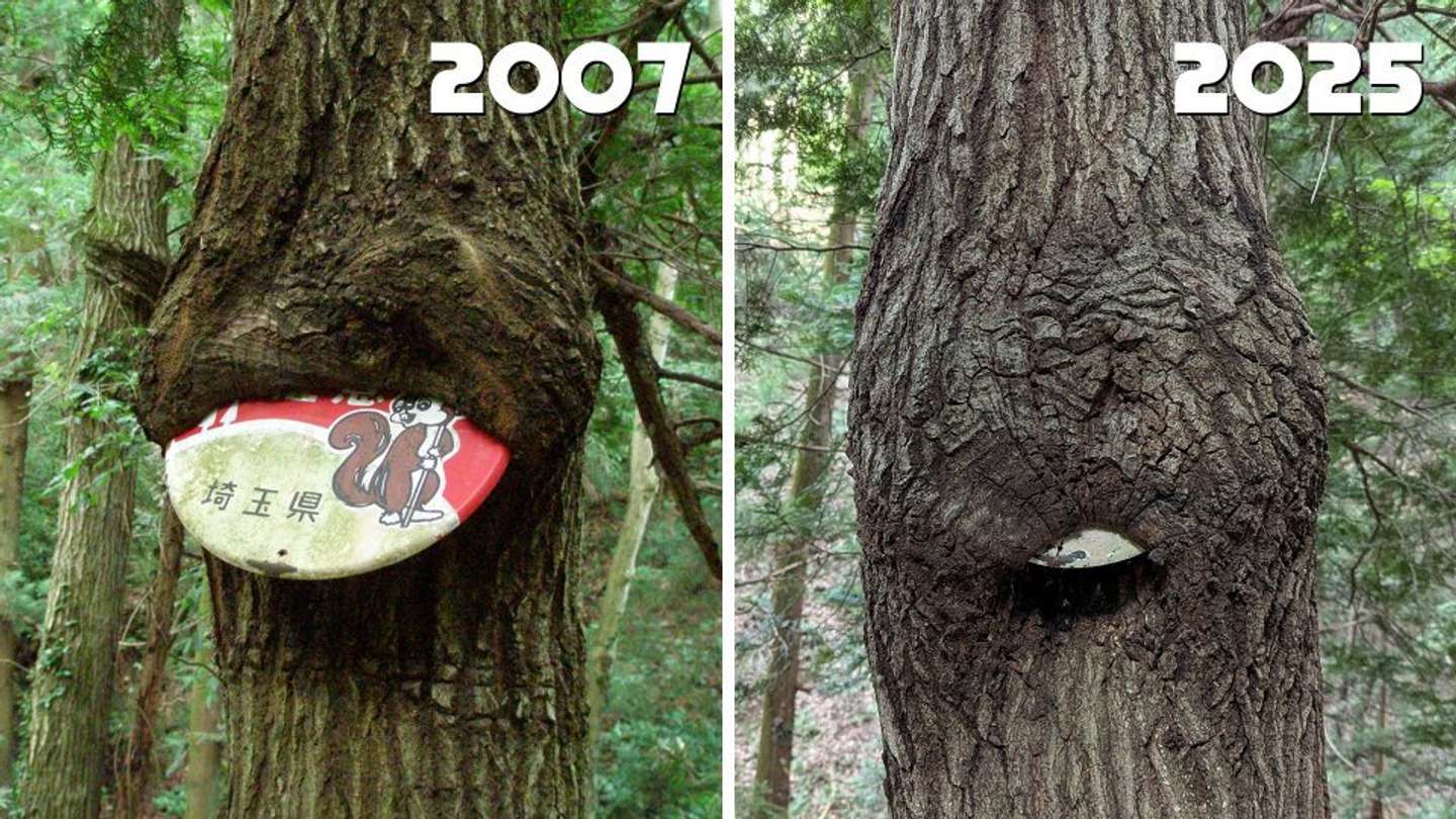 画像はナノレカワ＠nanorekawaさんの投稿より、再掲