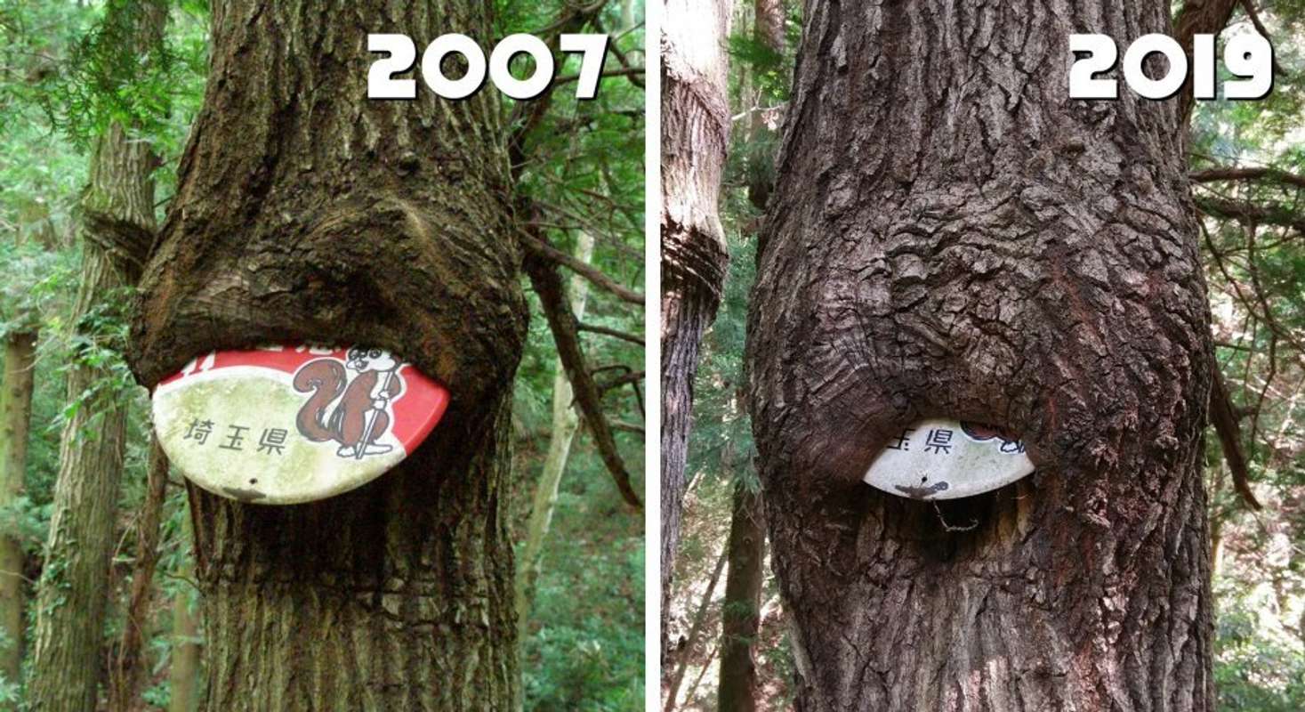 2019年の状態との対比（画像はナノレカワ＠nanorekawaさんの投稿より、編集部で分割）