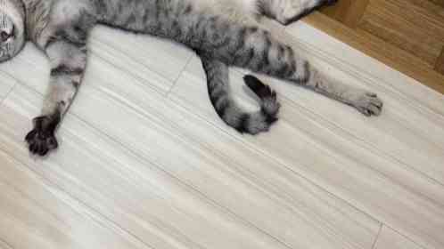 「ダイイングメッセージ残ってれば...」　〝事件現場〟にしか見えない猫の寝相に6.1万人注目