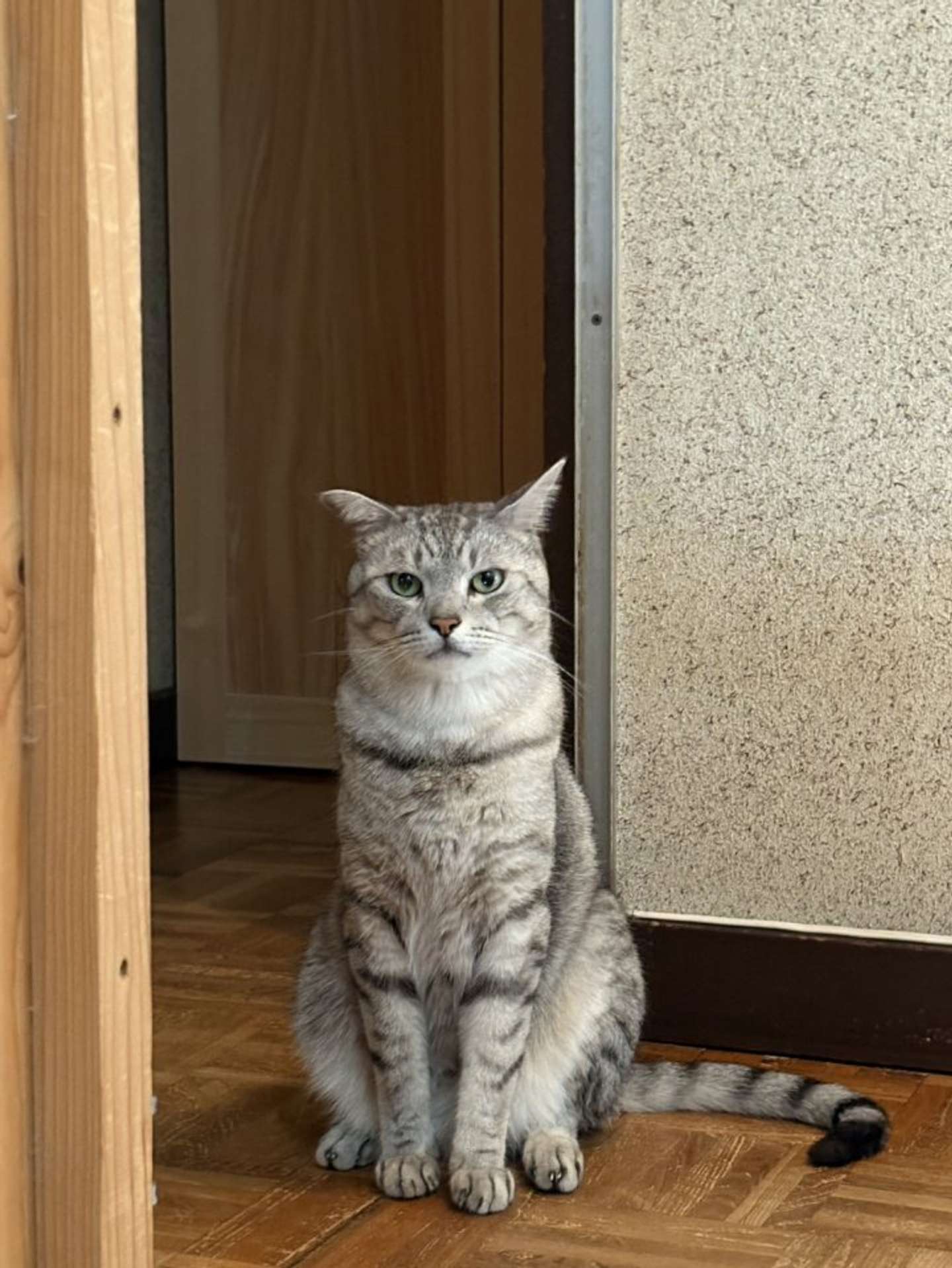 最古参猫のしじみさん（画像はしじみとん＠shijimitonさんの投稿より）