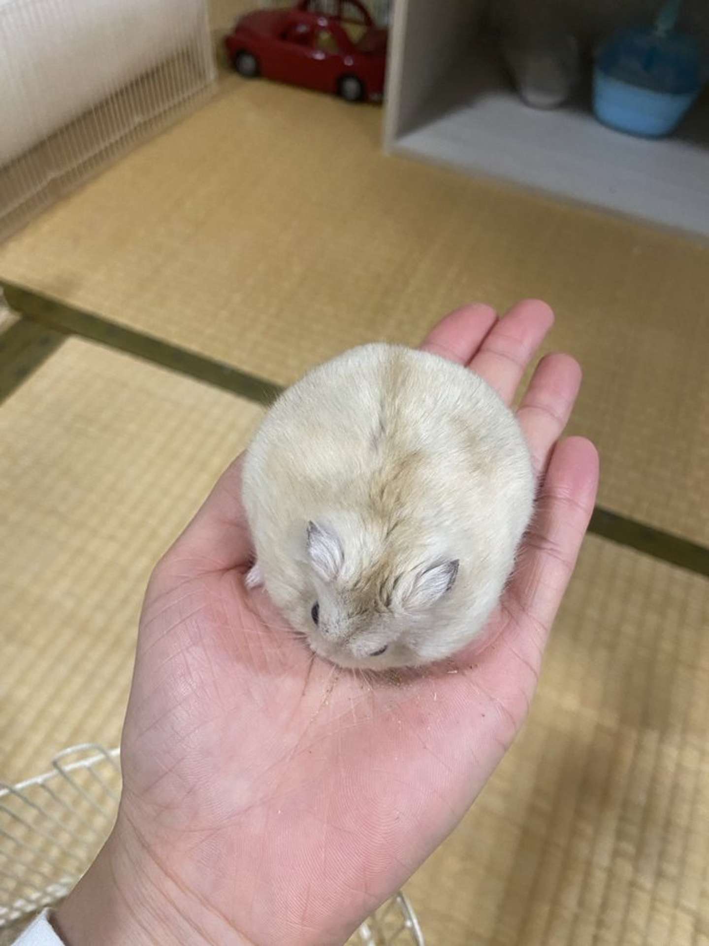 手乗りのハムちゃん。可愛い（画像はチャア子の輝き＠Chaconokagayakiさんの投稿より）