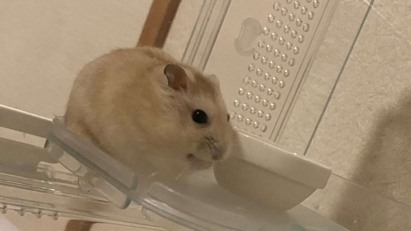 ジャンガリアンハムスターのフトシさん（画像はチャア子の輝き＠Chaconokagayakiさんの投稿より）