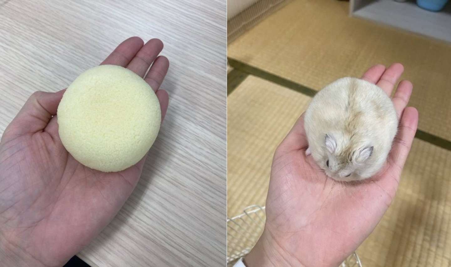 どっちも「癒し」！（画像はチャア子の輝き@Chaconokagayakiさんの投稿より、編集部でトリミング）