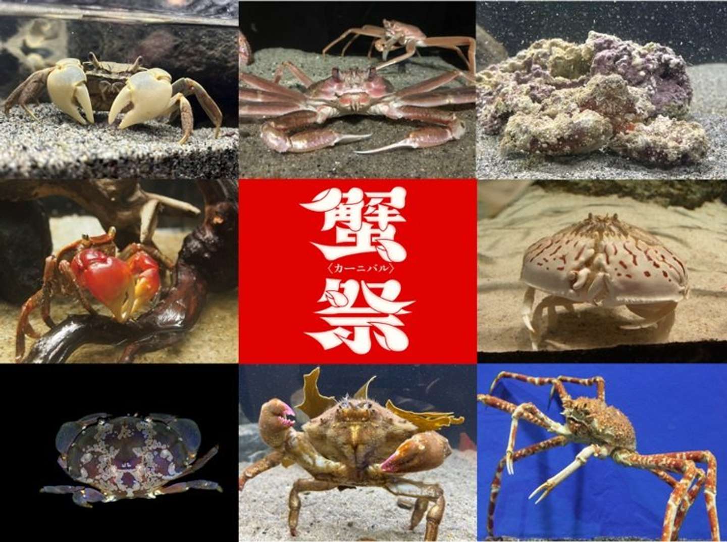 画像はプレスリリースより