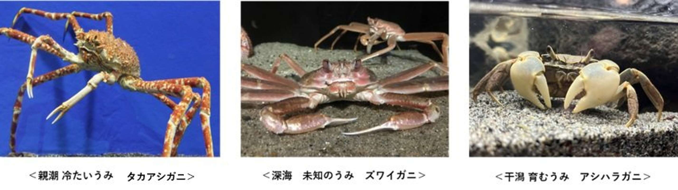 常設展示のカニたち（画像はプレスリリースより）