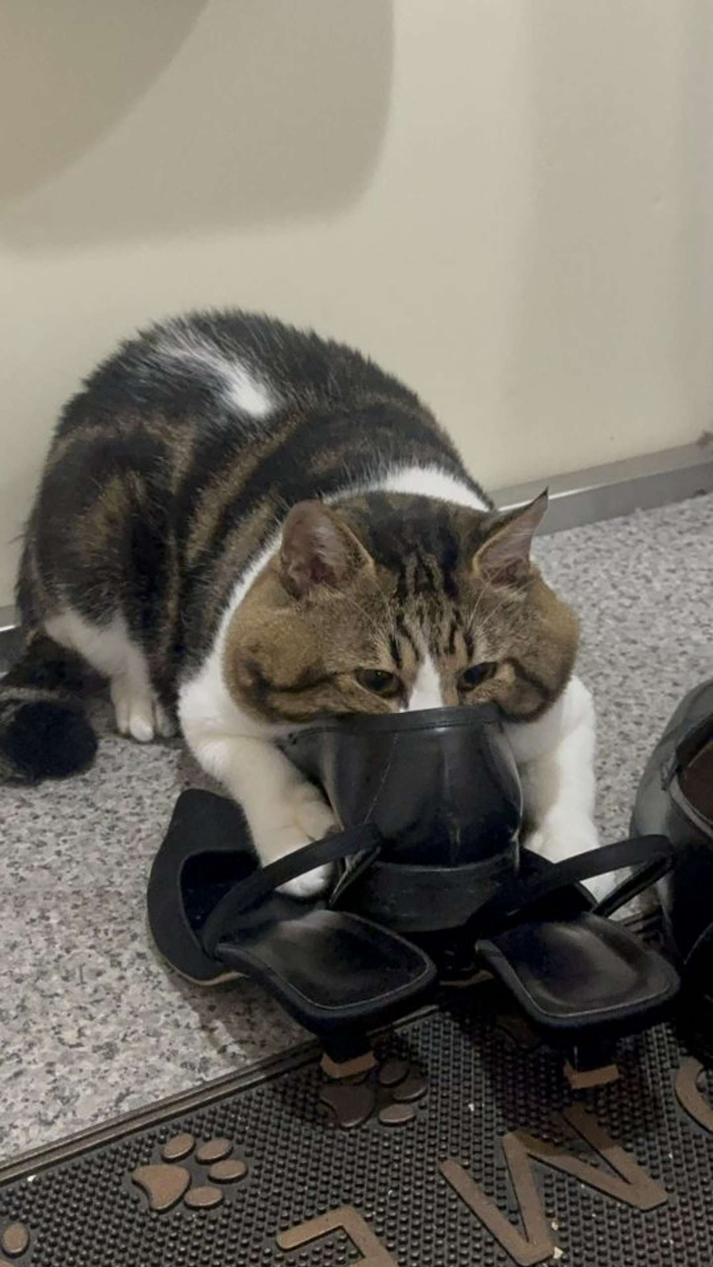 ズッポリ（画像は三色にゃんこ＠3k___pntさんの投稿より）