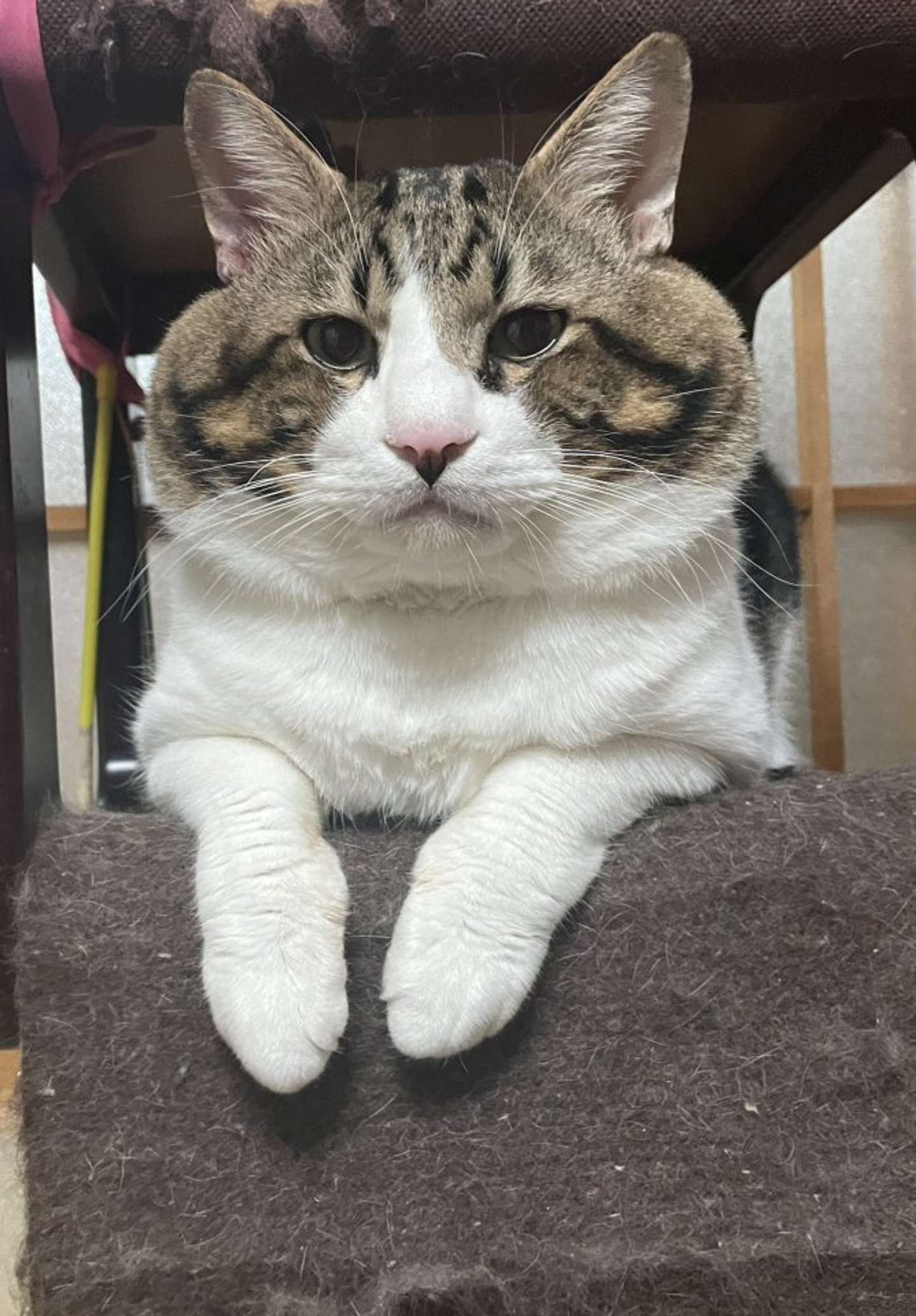 靴に突っ込んだのは、わたしです（画像提供：三色にゃんこさん）