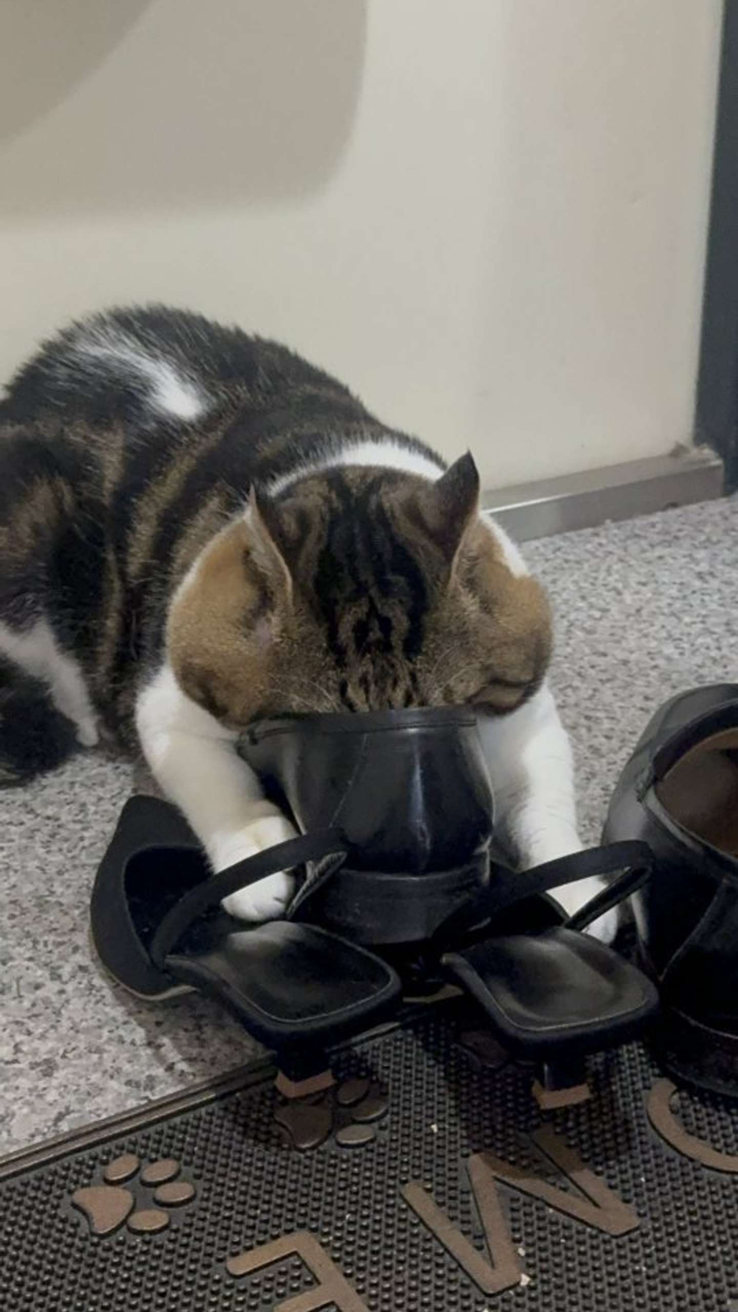 つっこみすぎ！（画像は三色にゃんこ＠3k___pntさんの投稿より）