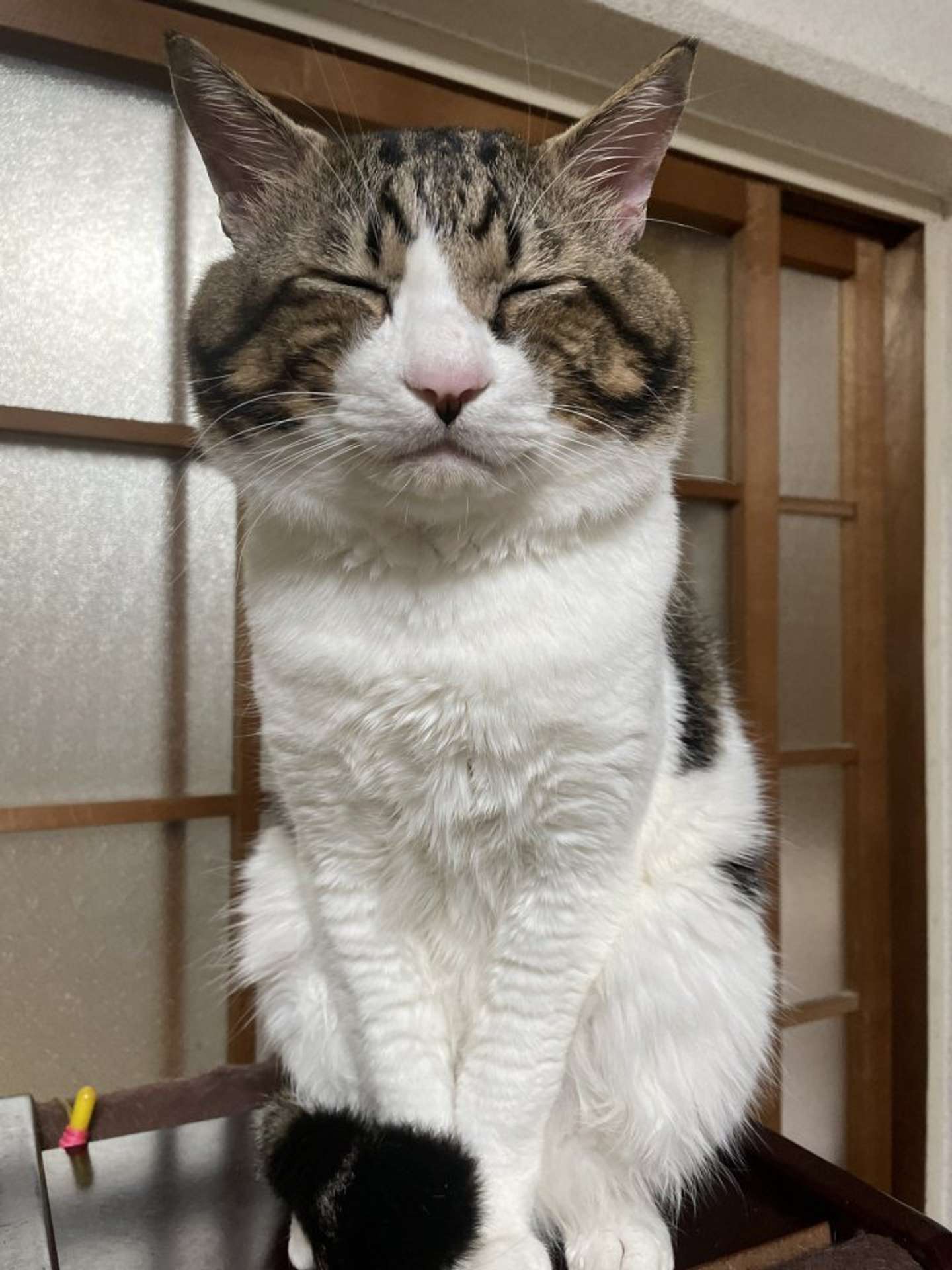 普段は大人しい（画像提供：三色にゃんこさん）