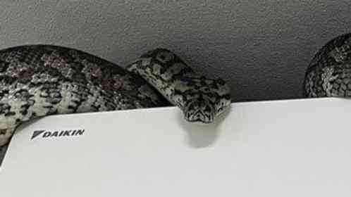 巨大ヘビ、エアコンの上に鎮座する　衝撃光景に1.7万人驚がく「でっっっっっか」「気絶してまう」