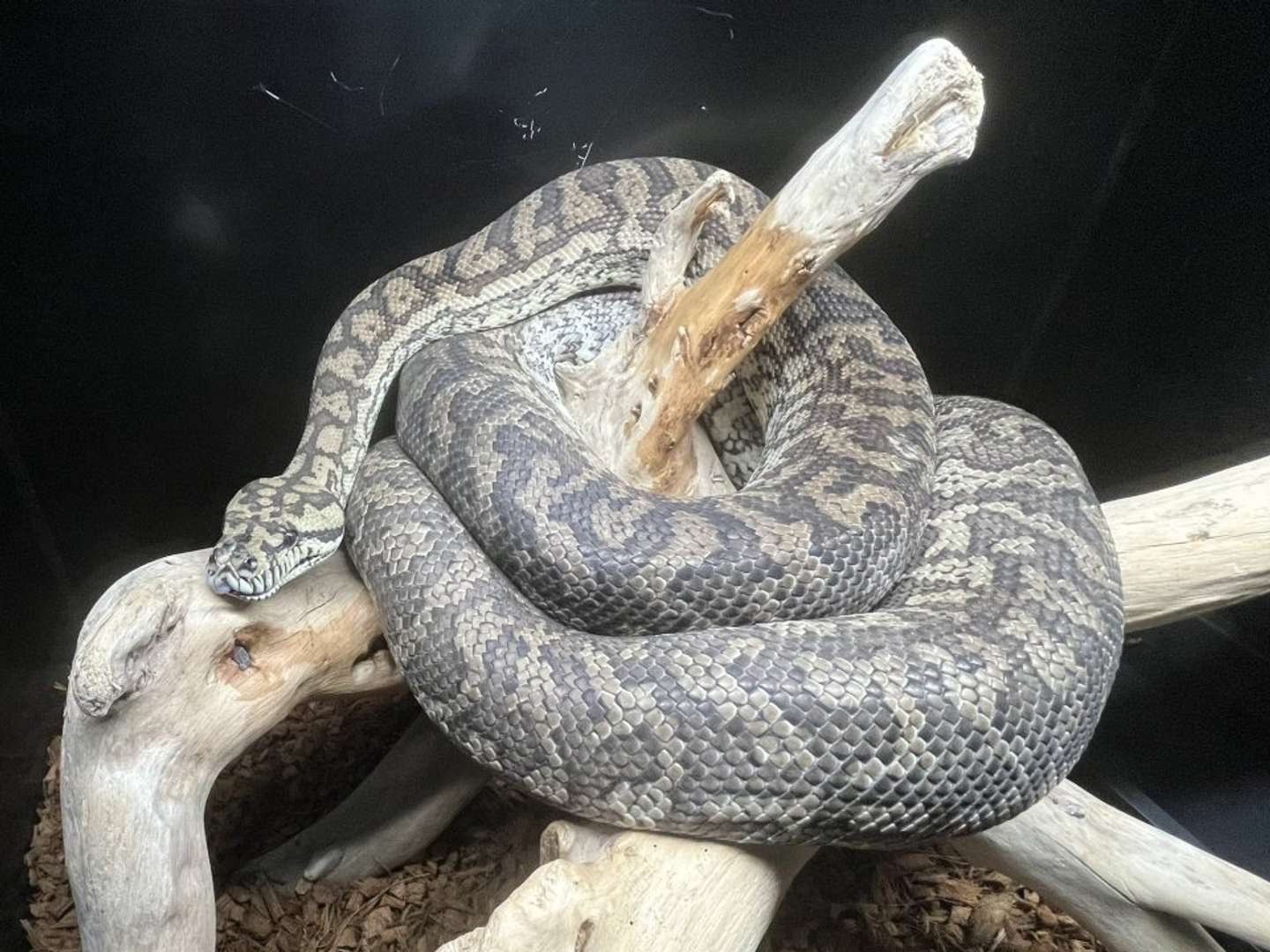 コースタルカーペットパイソンのフェノさん。（画像はいるる＠swrzk2hydeRepさんの投稿より）