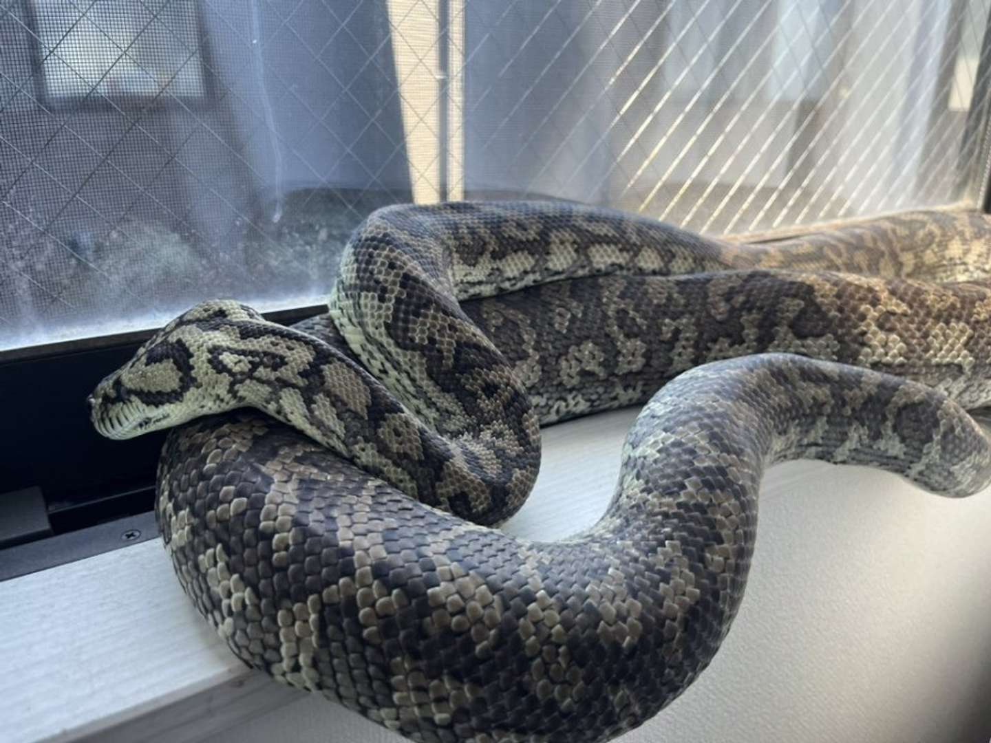 窓辺で日光浴中（画像はいるる＠swrzk2hydeRepさんの投稿より）