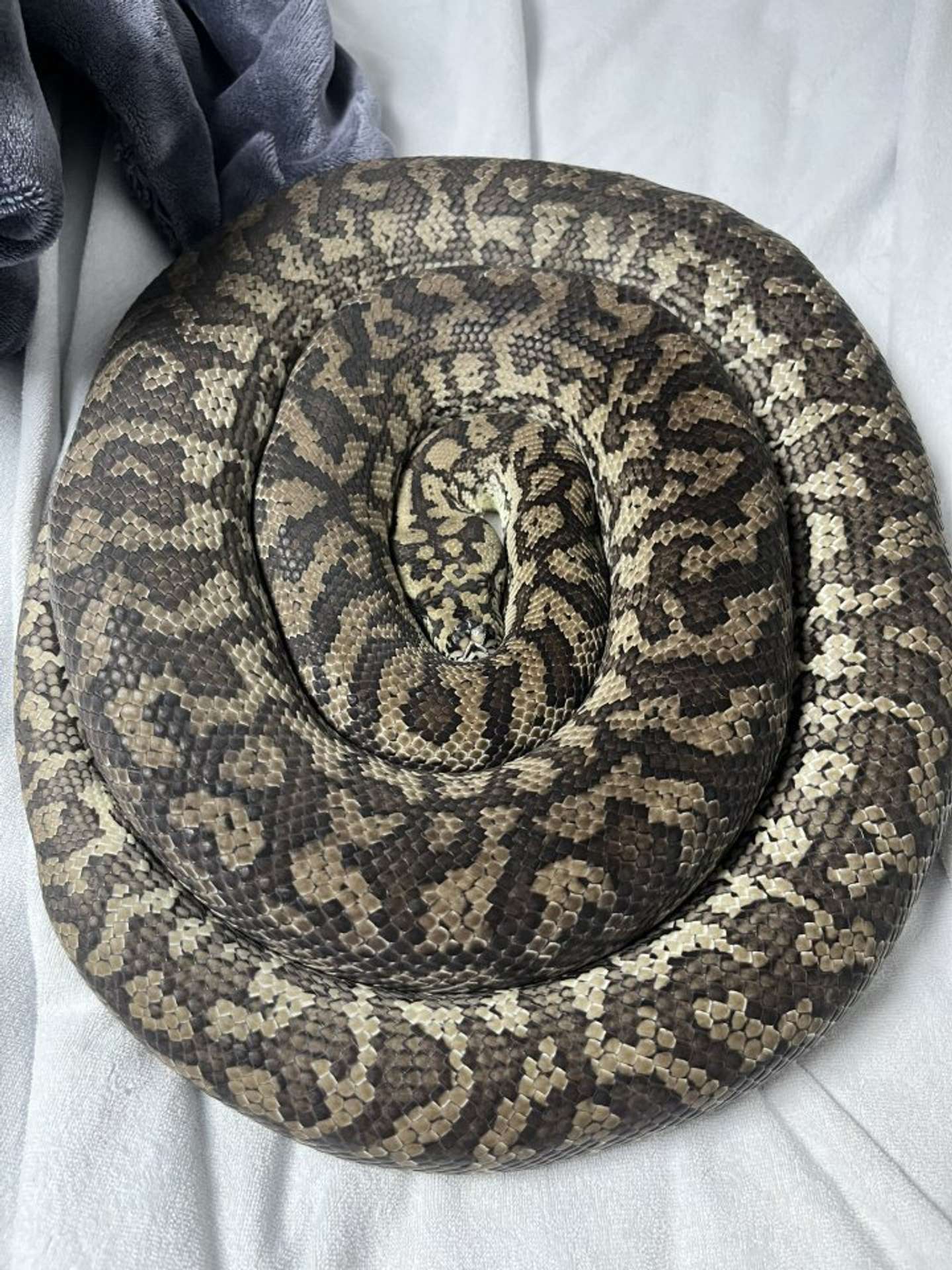 なが～～～～～～い（画像はいるる＠swrzk2hydeRepさんの投稿より）