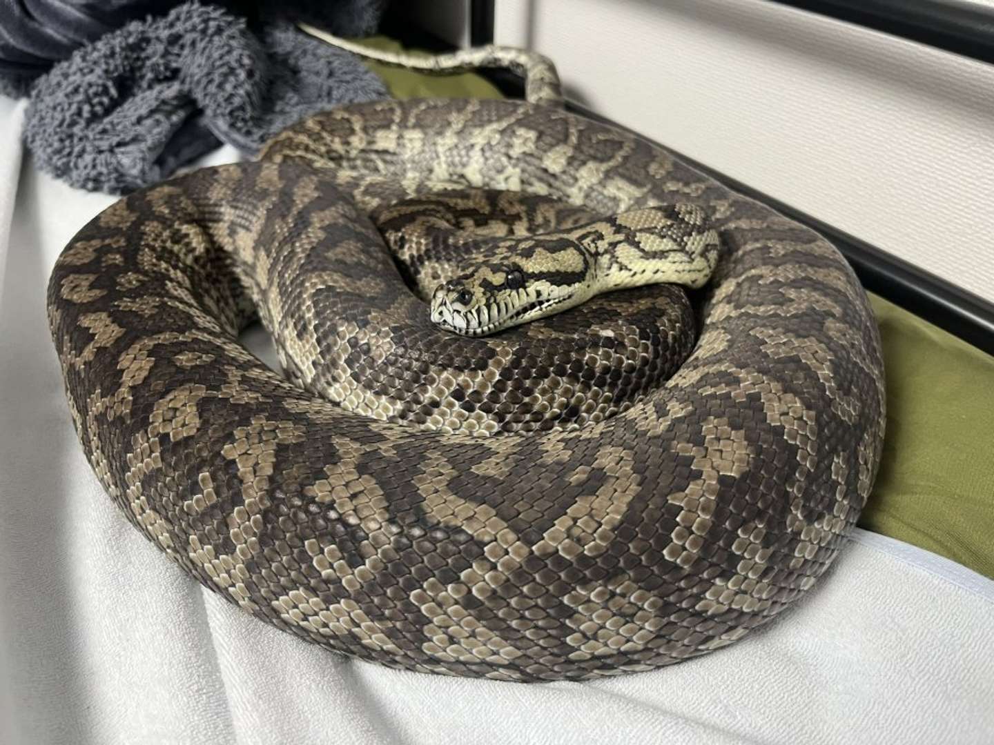 エアコンの上に行きたい日もある（画像はいるる＠swrzk2hydeRepさんの投稿より）