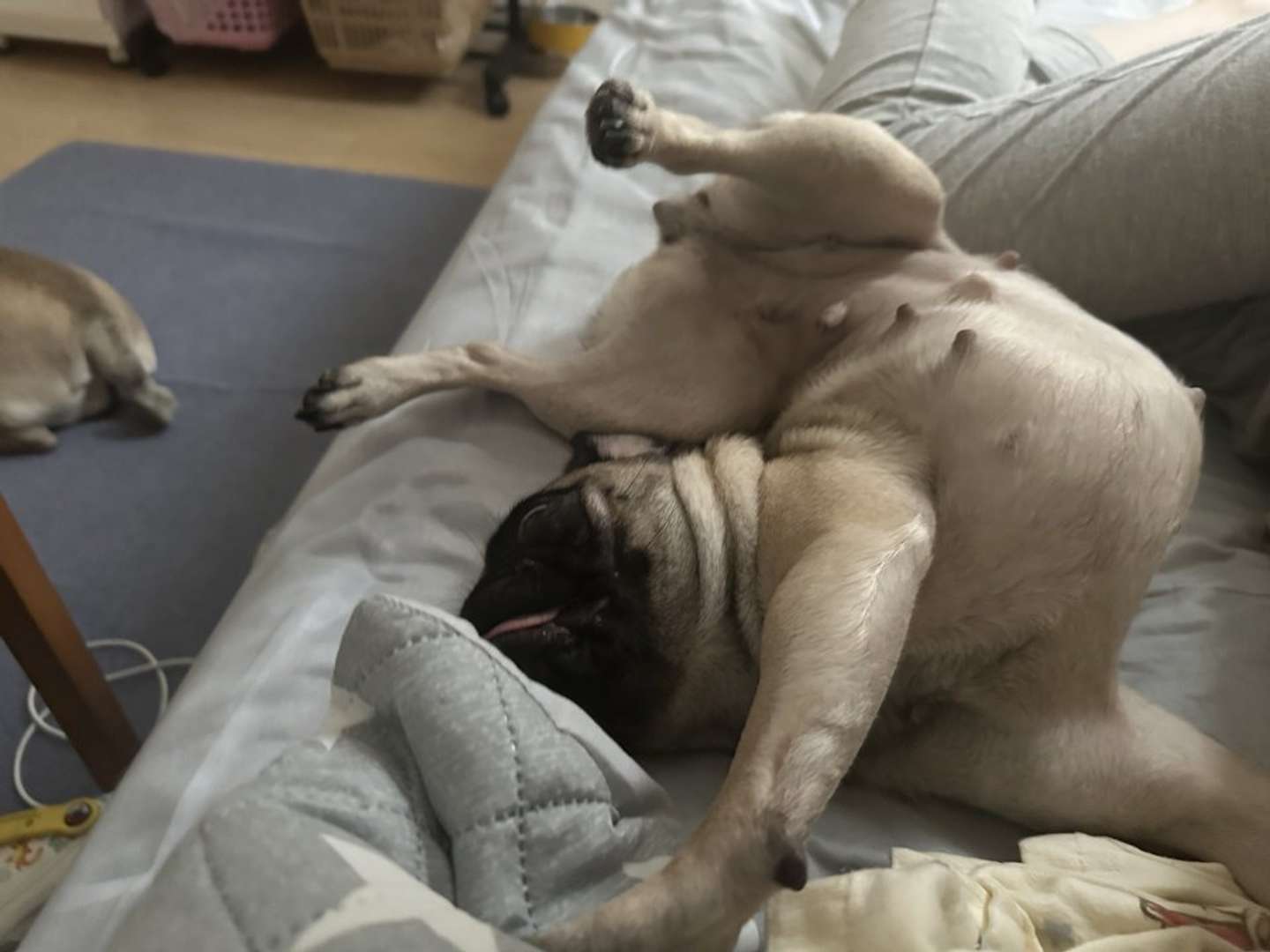 寝相もアクロバティック（画像はれれ＠lele_kkoさんの投稿より）