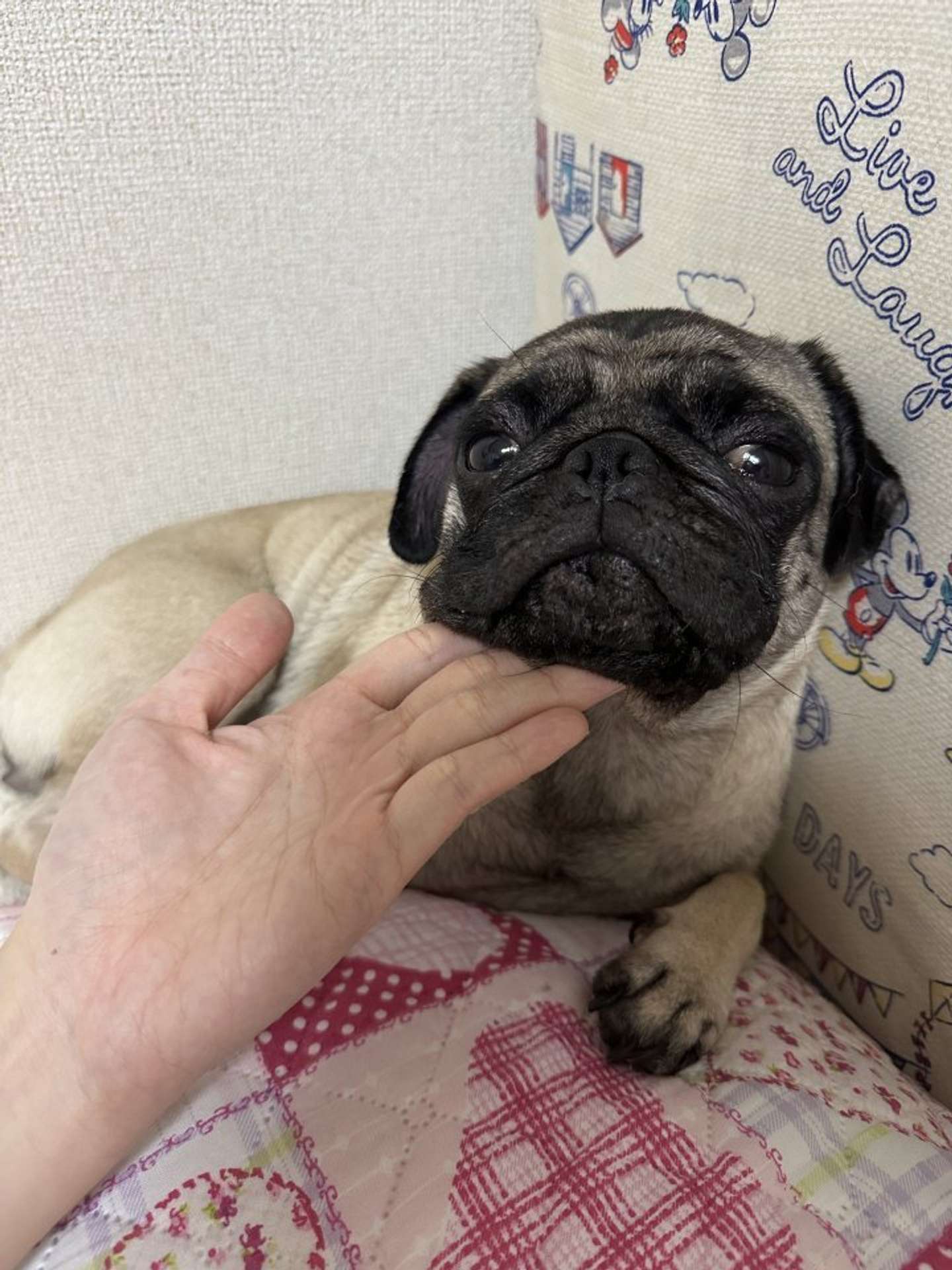 愛犬の「りり」さん（画像はれれ＠lele_kkoさんの投稿より）