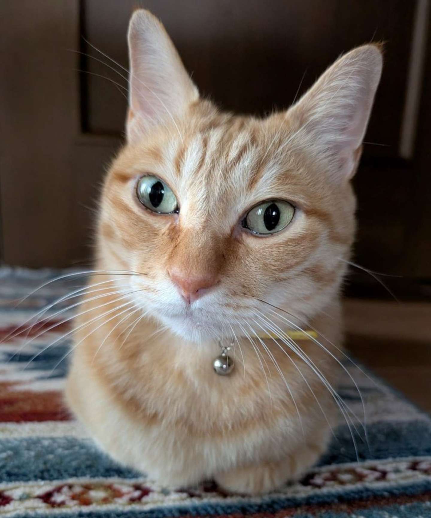 ぷりんさん（画像は＠purinlalaさんの投稿より）