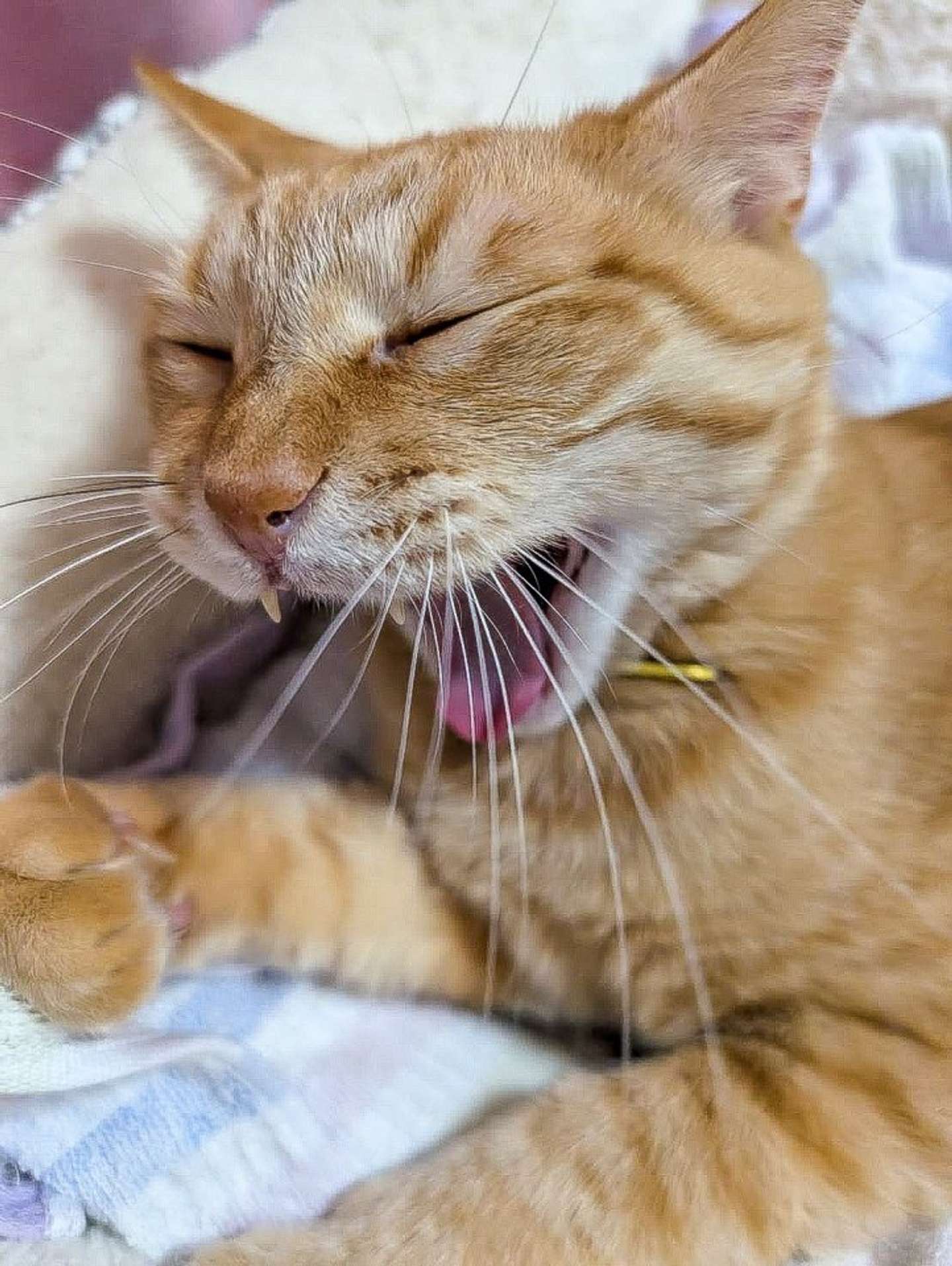 いつもねむそう（画像は＠purinlalaさんの投稿より）