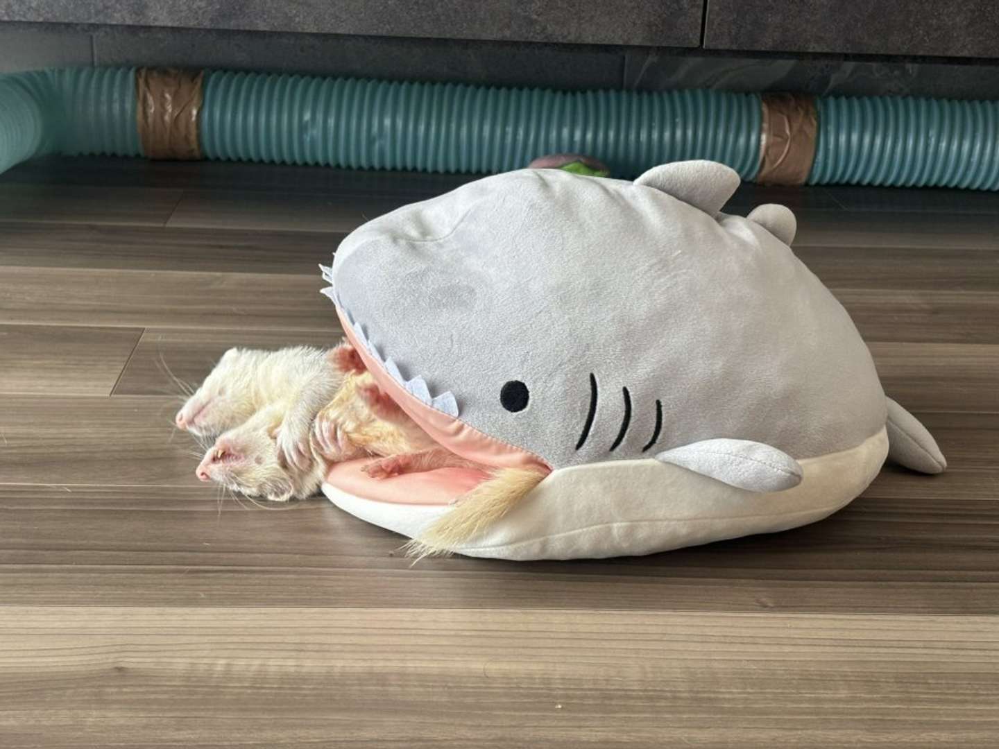 「サメ」の中でじゃれ合う「るう」さんと「めう」さん（画像提供：うたちゅんさん）