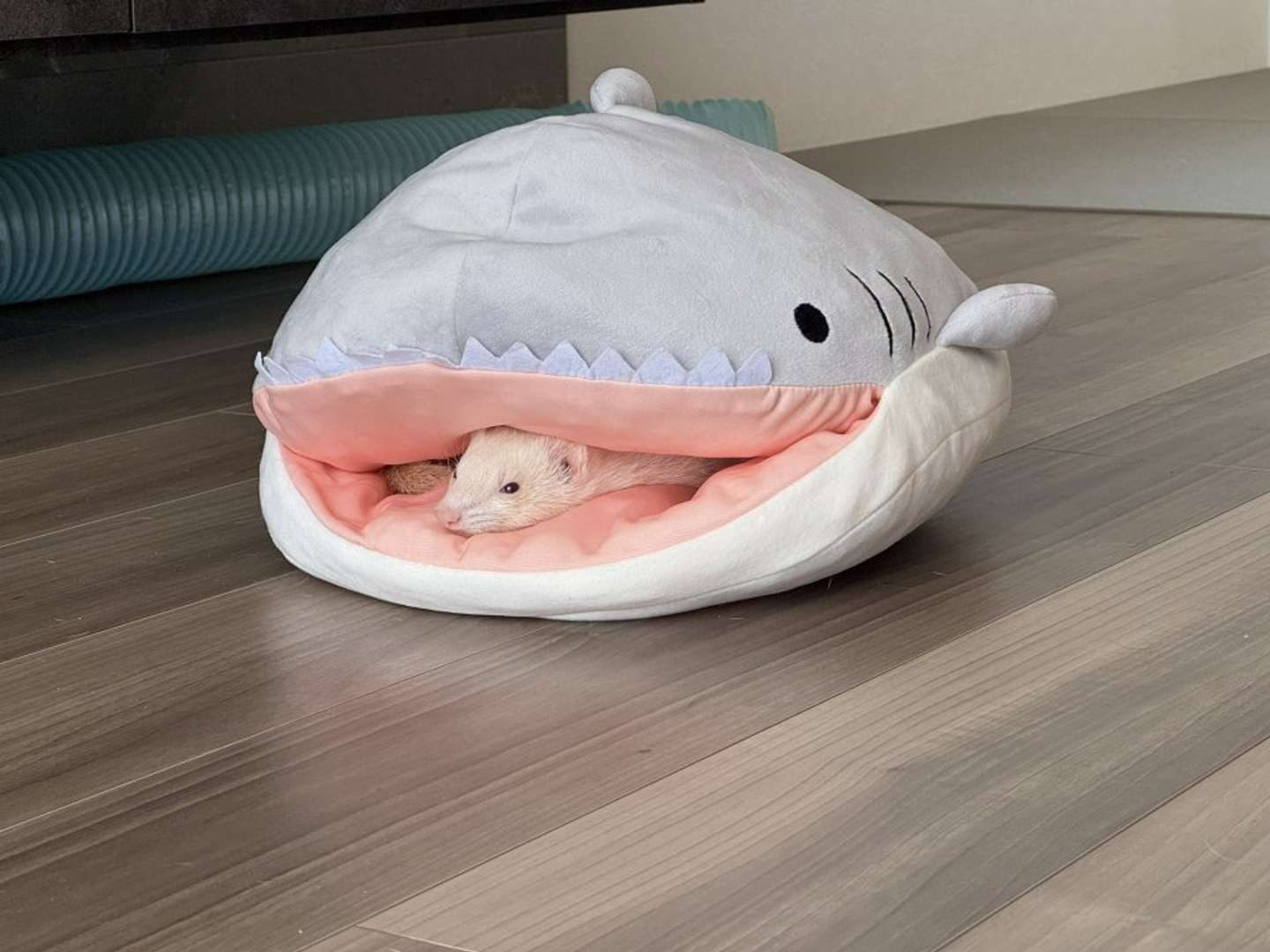 口の中で寛ぐ「めう」さん（画像はうたちゅん＠UtA_and_aNimalさんの投稿より）