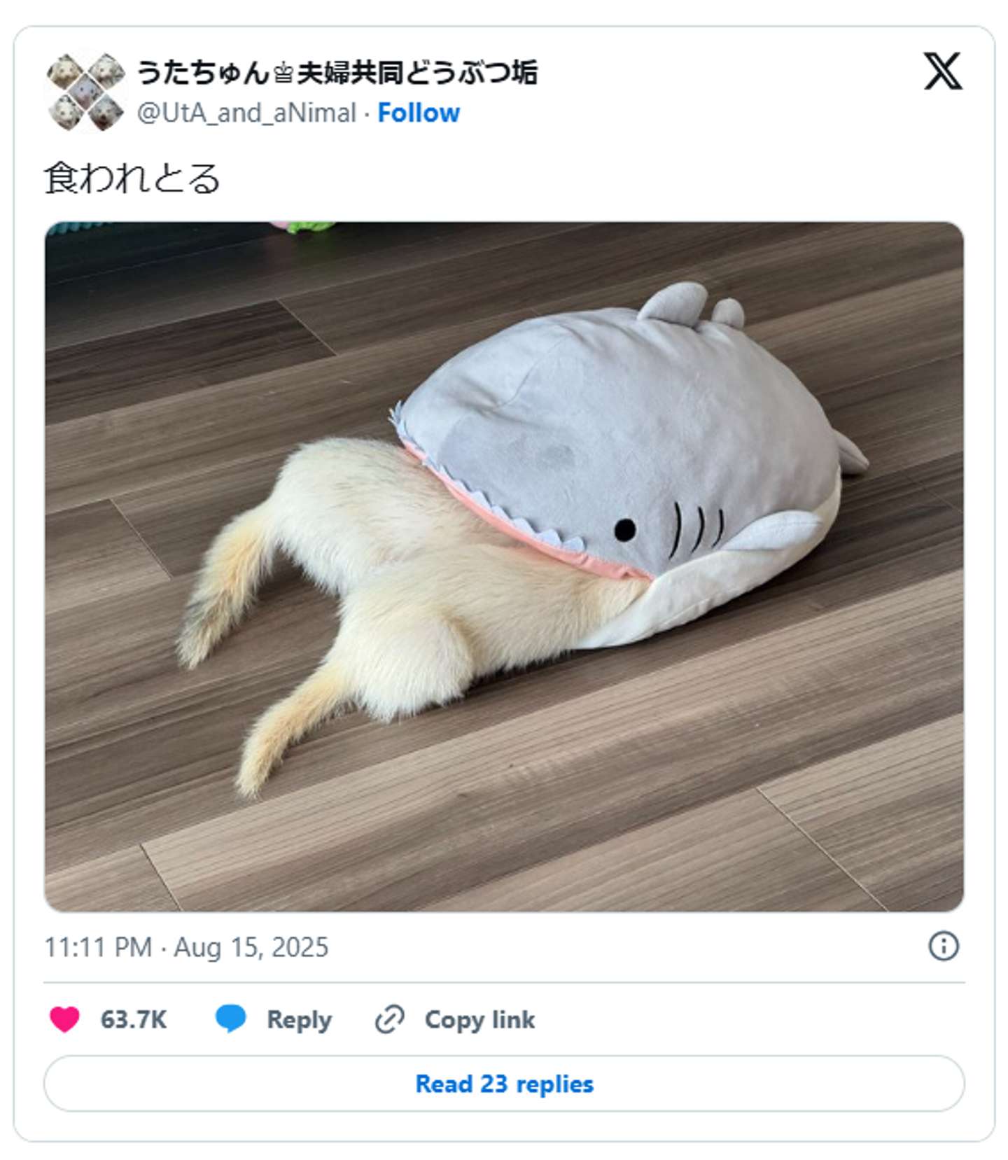 うたちゅん＠UtA_and_aNimalさんの投稿をキャプチャ