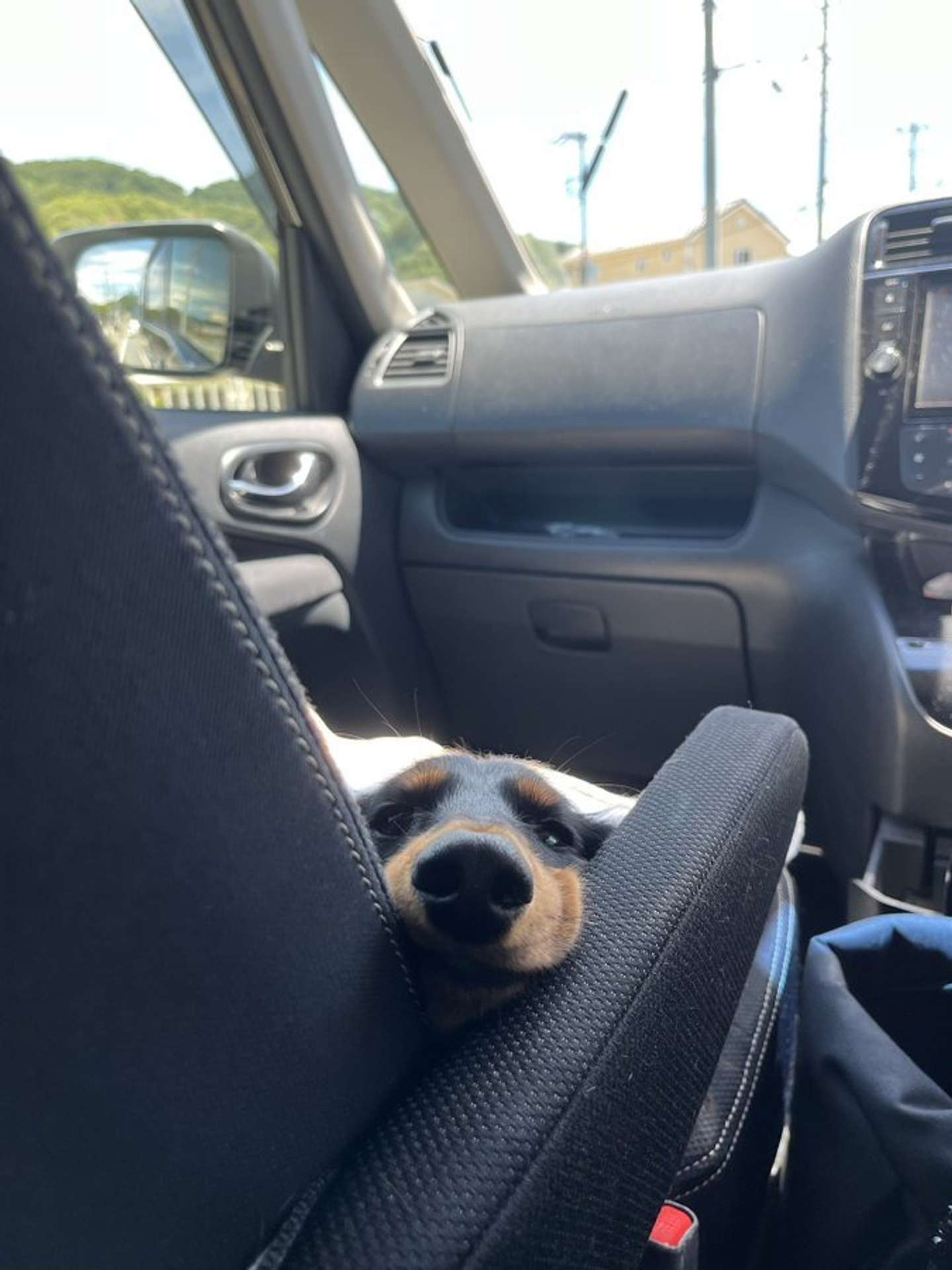 画像提供：チャコの飼い主（＠waninununu）さん