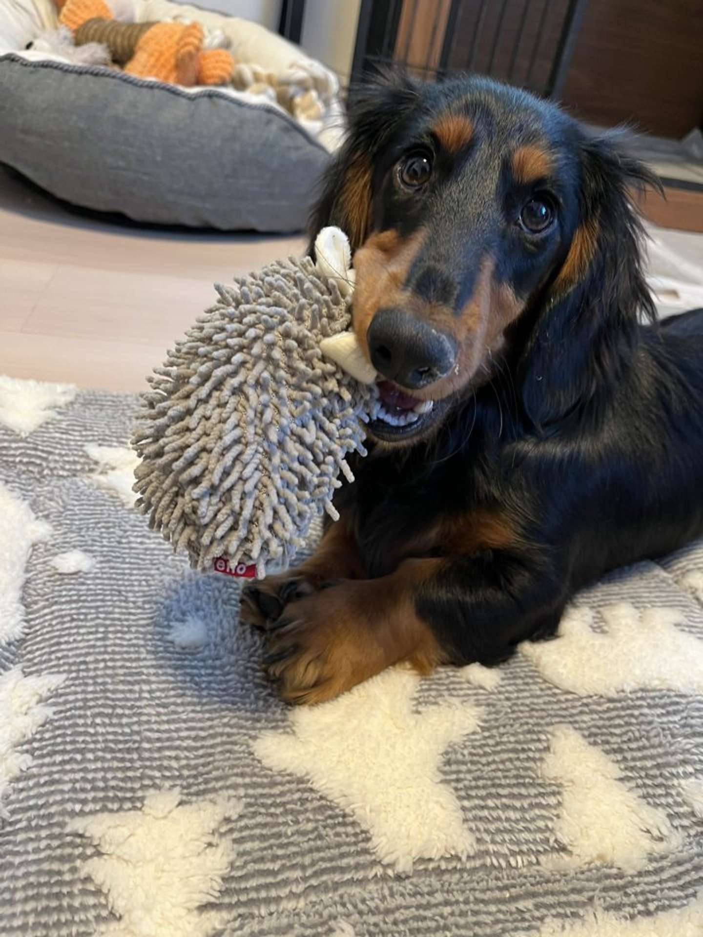 溶けてないとき画像提供：チャコの飼い主（＠waninununu）さん