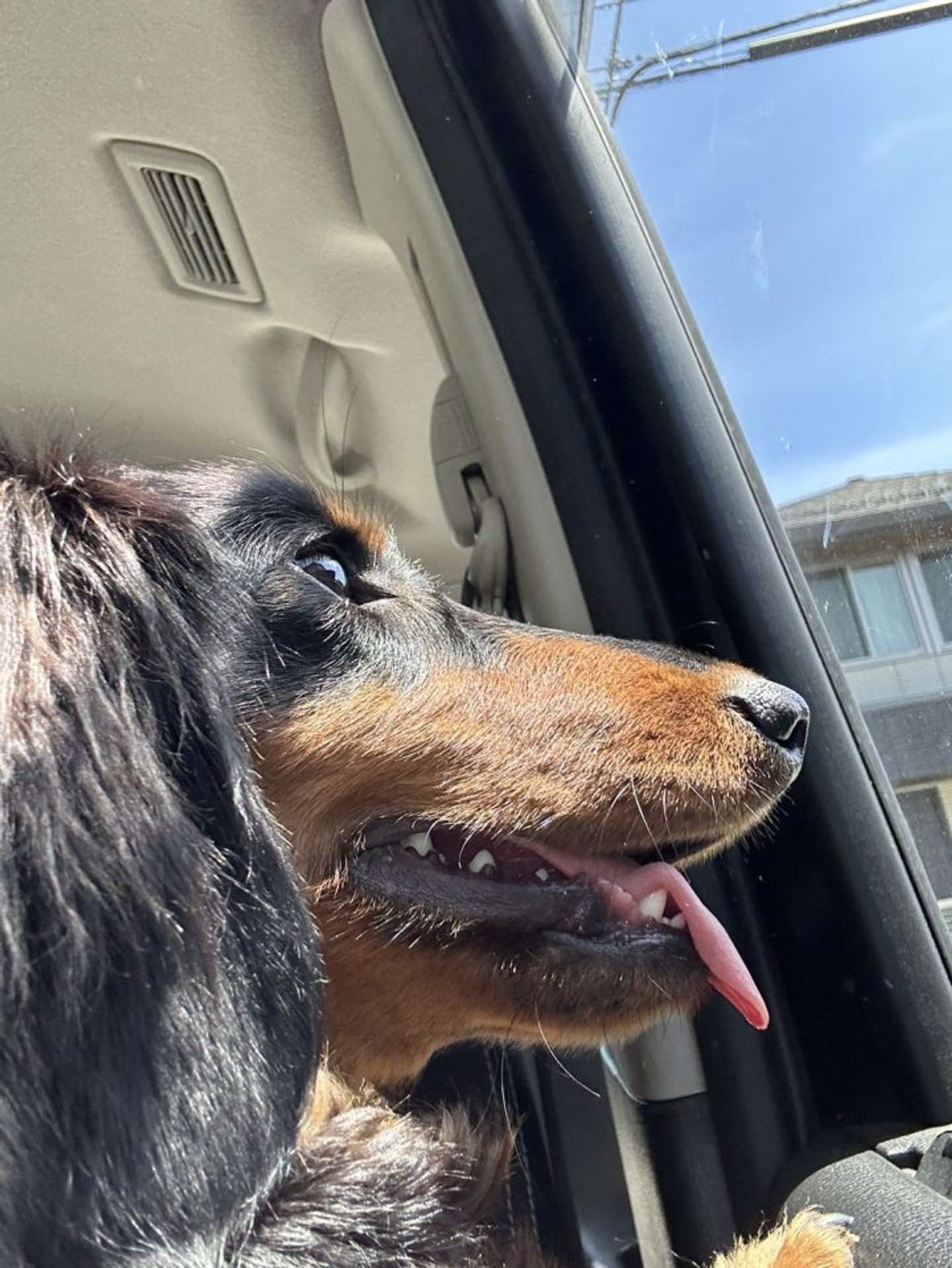 別の日のドライブ中、窓の外に興味津々画像提供：チャコの飼い主（＠waninununu）さん