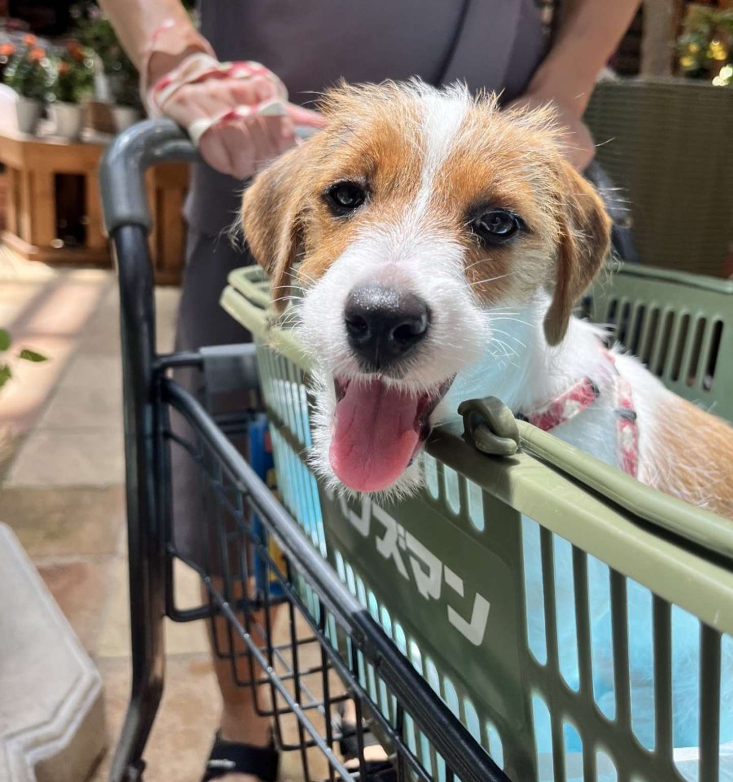 カートに乗ることも、あり！（画像提供：ぱやりんこ（＠papaya_paya11）さん）