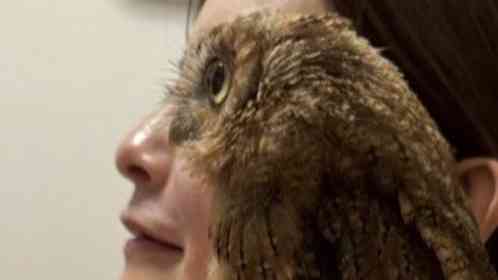 人間とフクロウの〝完全なる一体化〟に10万人驚がく 「重なりeye」「完璧じゃねぇかwww」