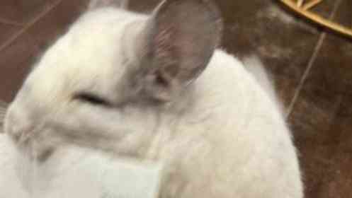 飼い主から〝まさかのモノ〟奪おうとしたチンチラに3.3万人破顔　「払いたくなる」「絶妙な顔が可愛すぎ」　