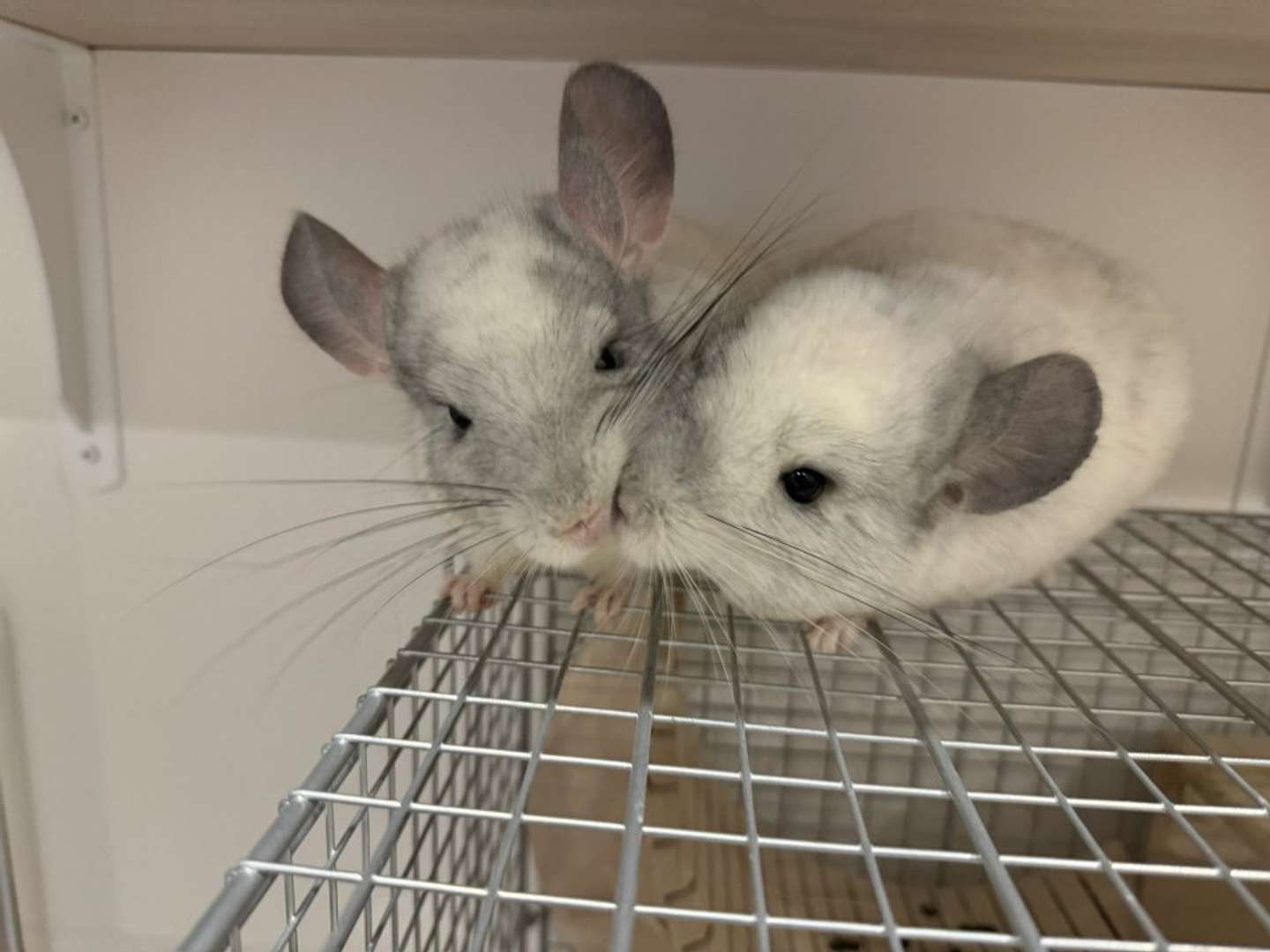 もう1匹のチンチラ、「えびてん」と共に暮らす（画像提供：＠ebi1Oroさん）