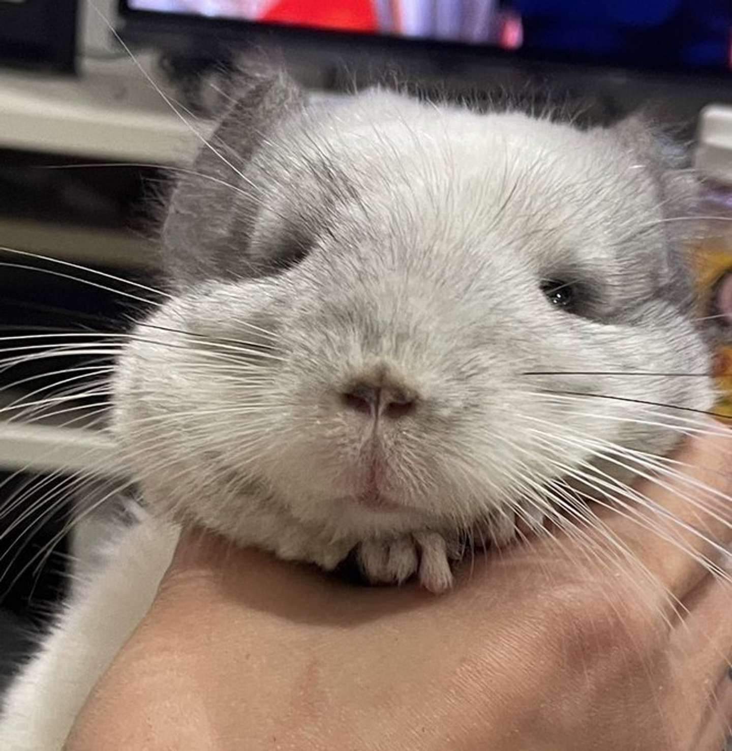 どんなイタズラも許したくなるキュートさ（画像提供：＠ebi1Oroさん）