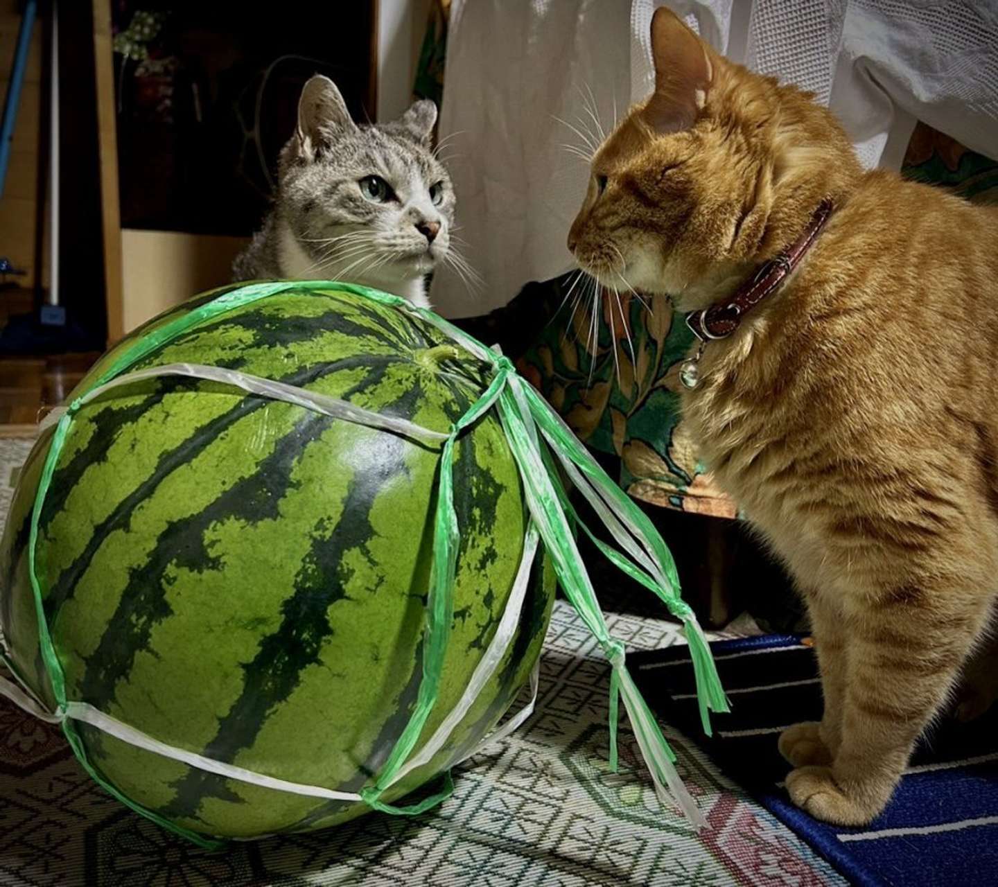 お、落ち着いて...？（画像はサユヤス＠SHAKEhizi_BSKさんの投稿より）