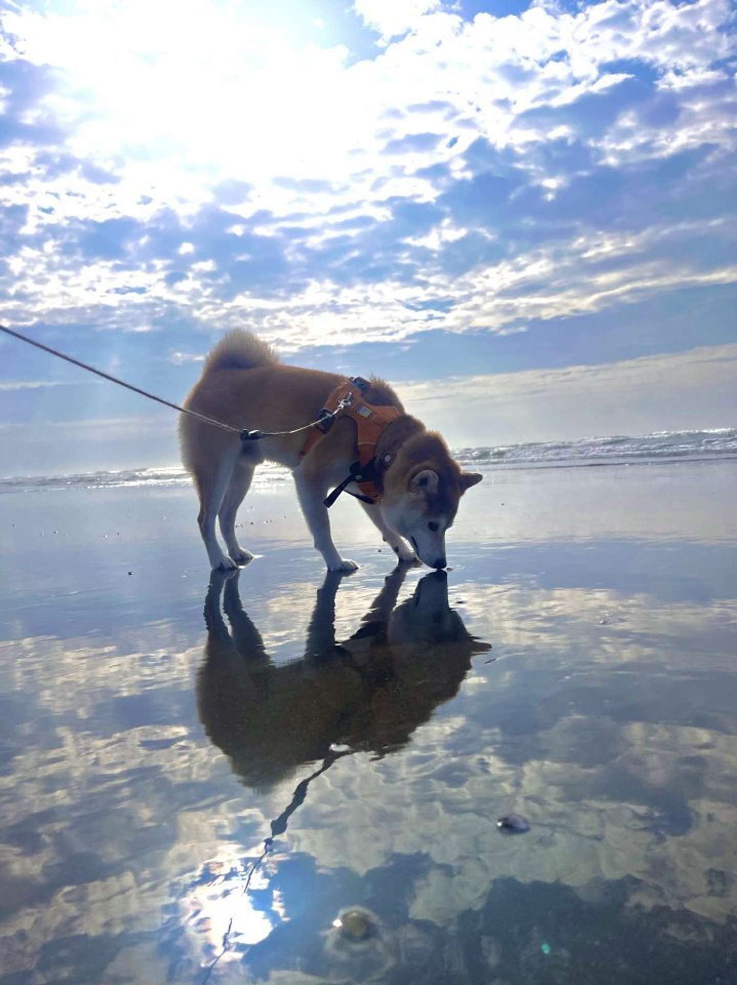 画像提供：柴犬まめ（＠SIBAINU_MAME）さん