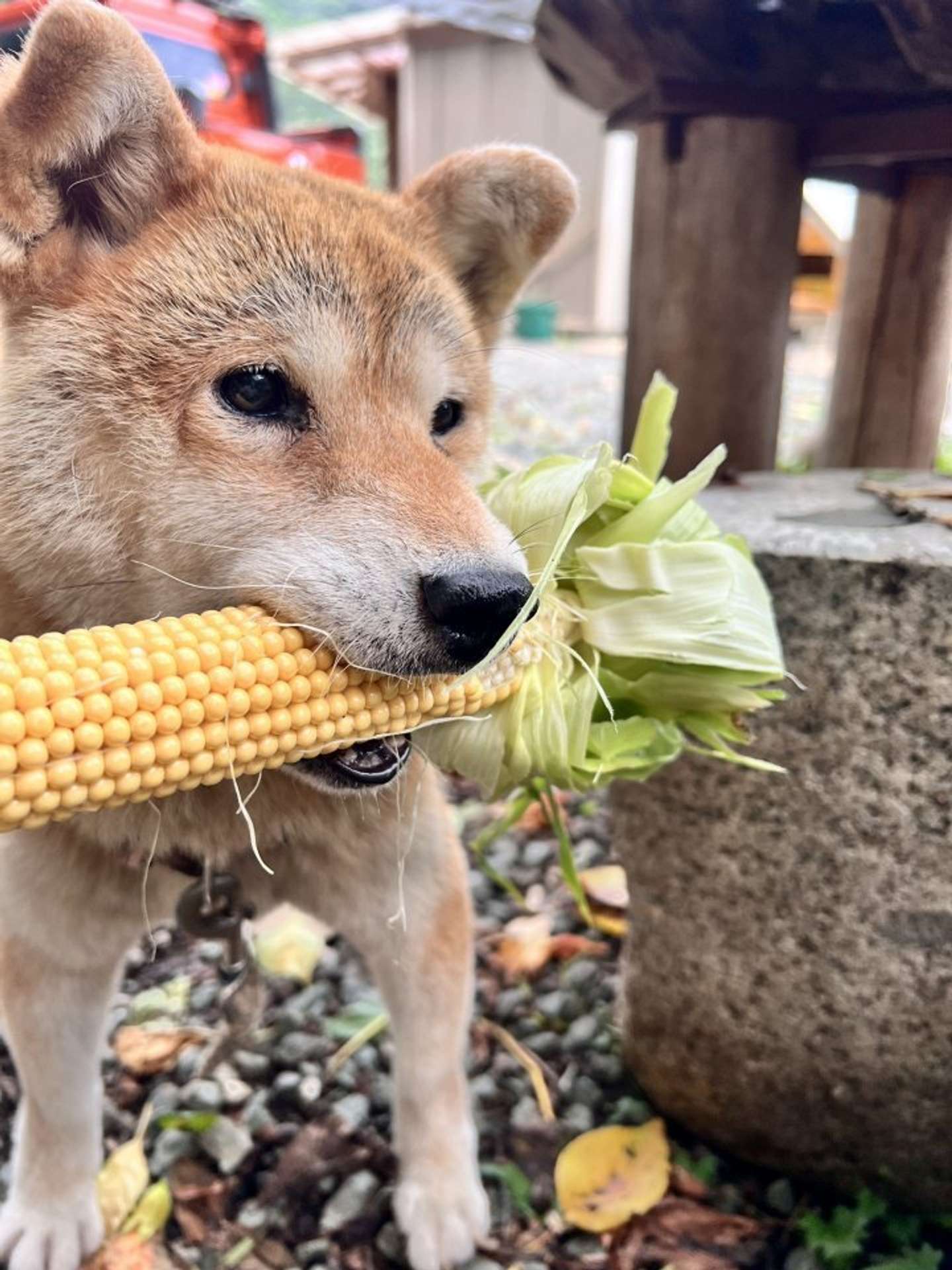 画像提供：柴桜 三朗太（＠sabuchan105）さん