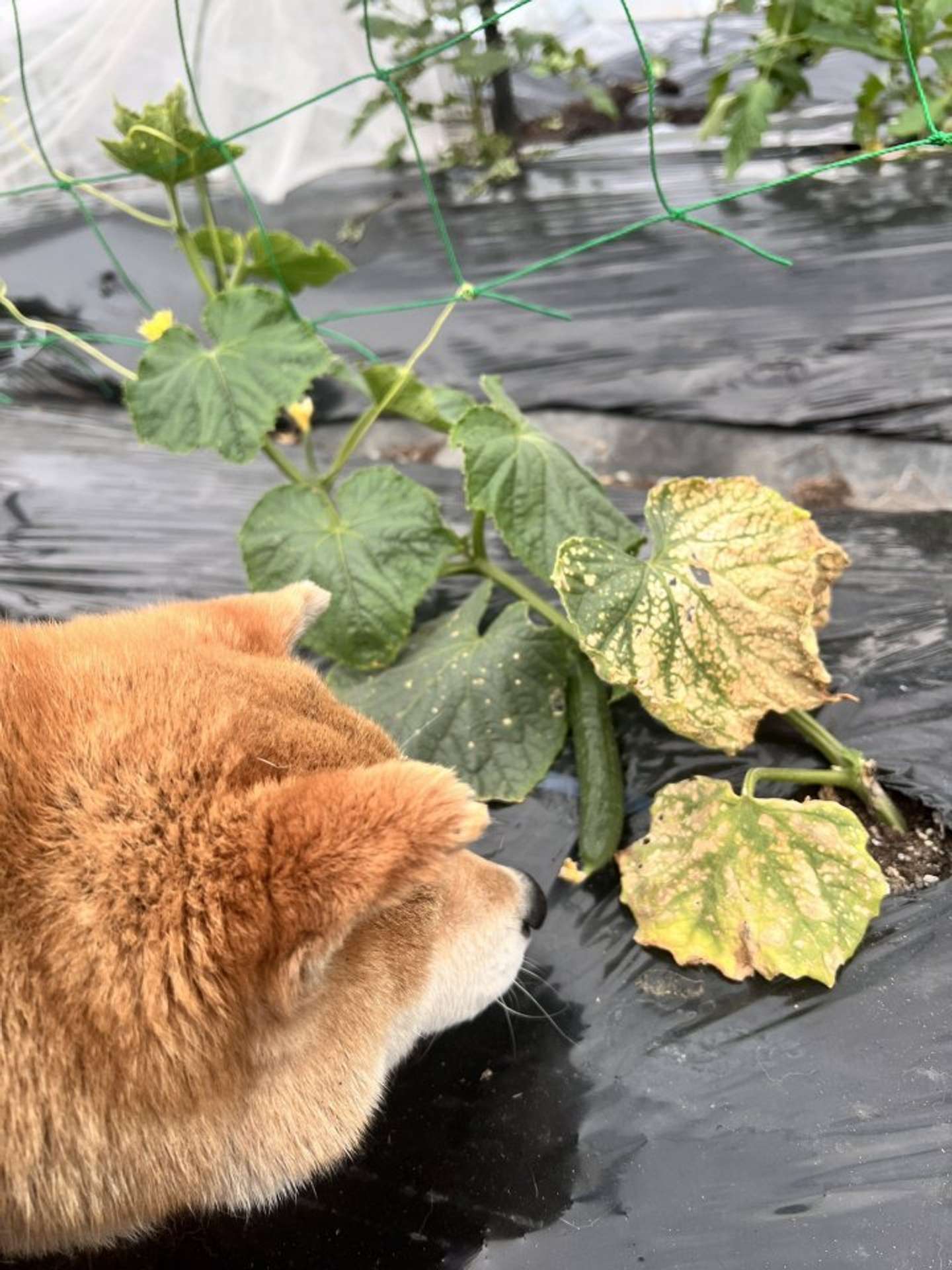 お手伝いには、よく行きます（画像提供：柴桜 三朗太（＠sabuchan105）さん）