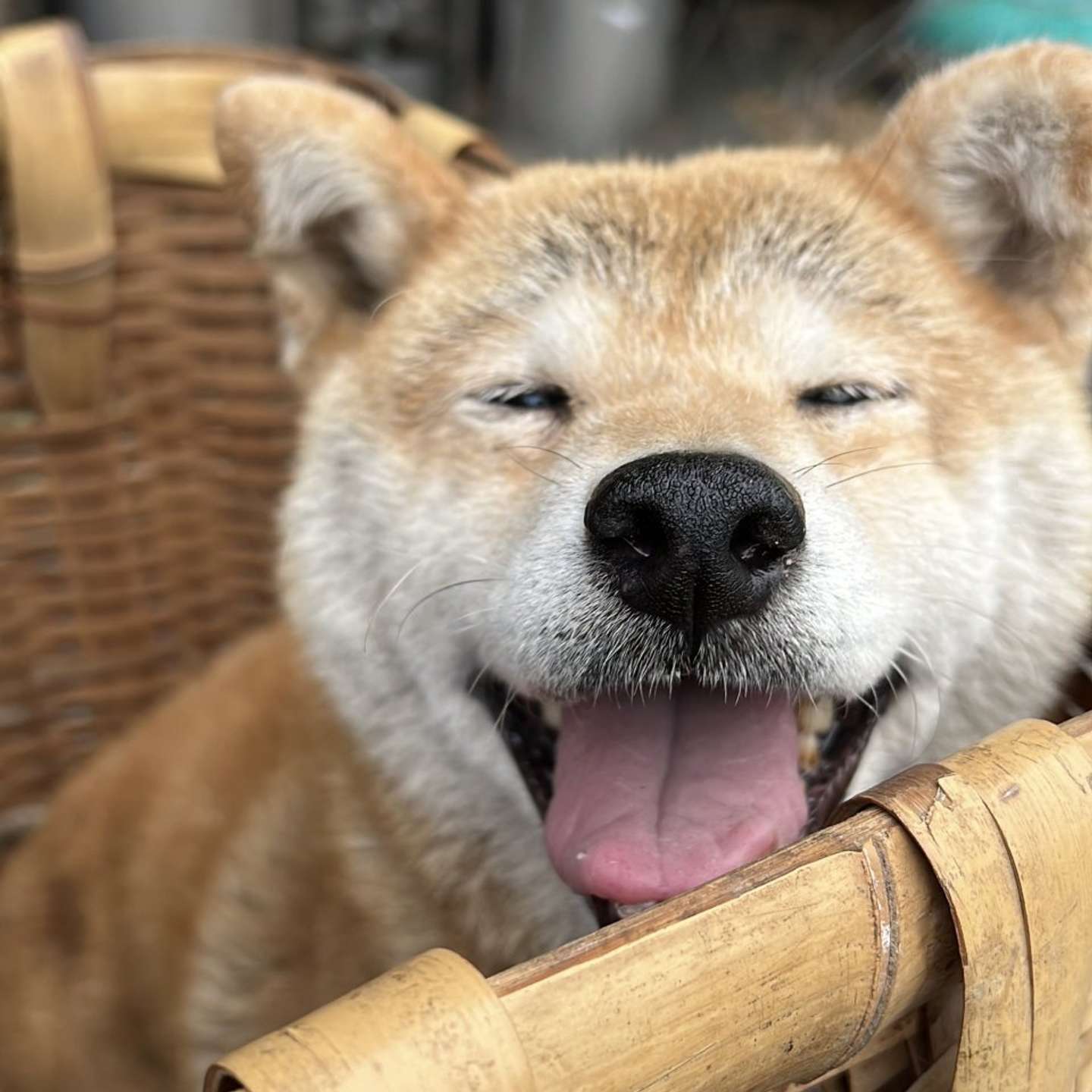 甘いもの、大好き！（画像提供：柴桜 三朗太（＠sabuchan105）さん）