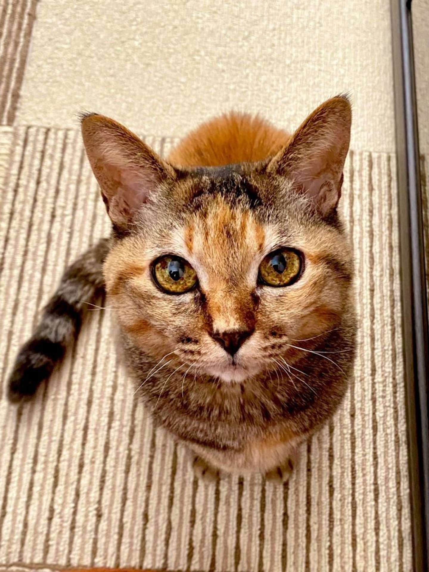 瞳がキラキラなテトラちゃん（画像提供：アび（＠Adonis_Beginner）さん）