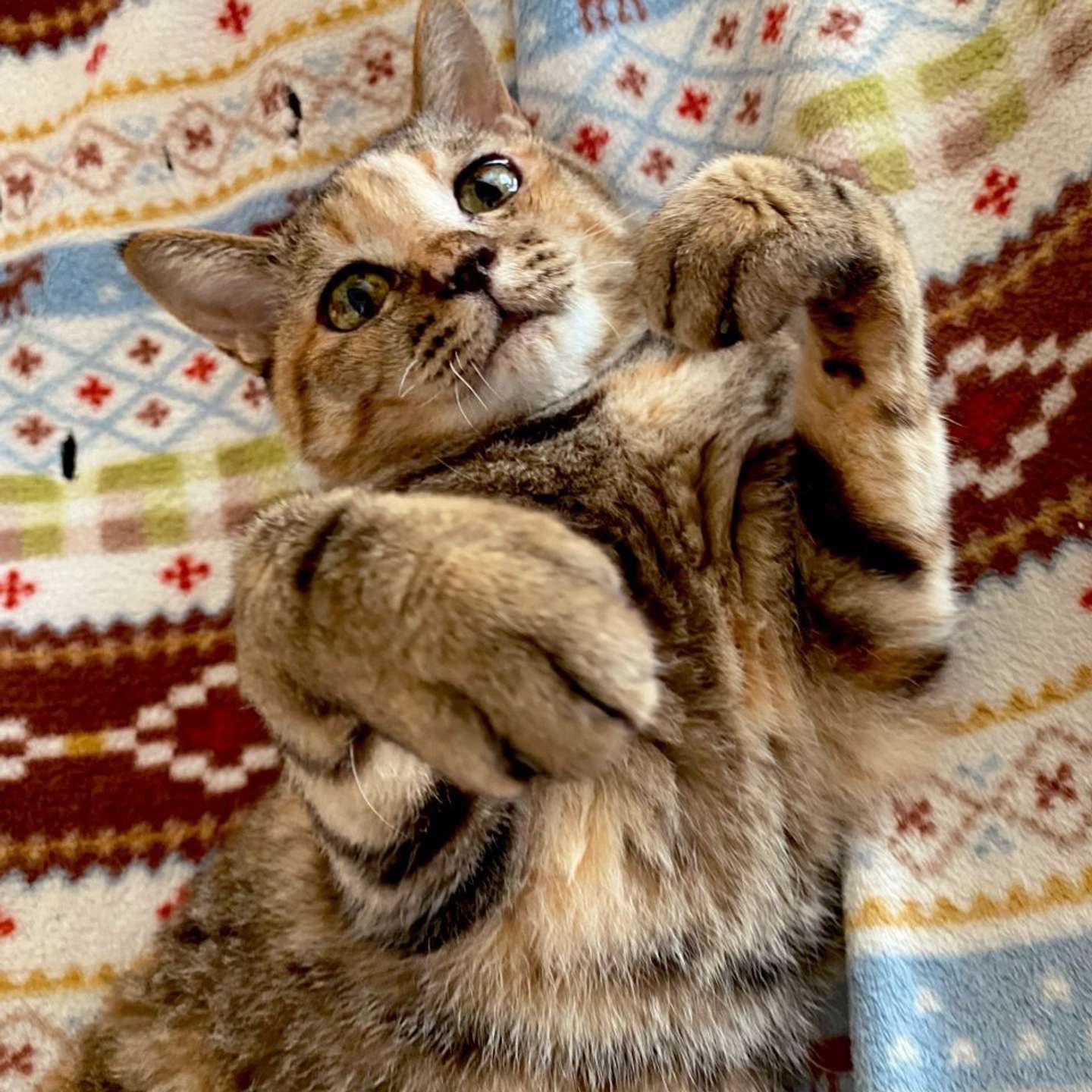 物を落として、その先を見届けるのが好きなテトラちゃん（画像提供：アび（＠Adonis_Beginner）さん）