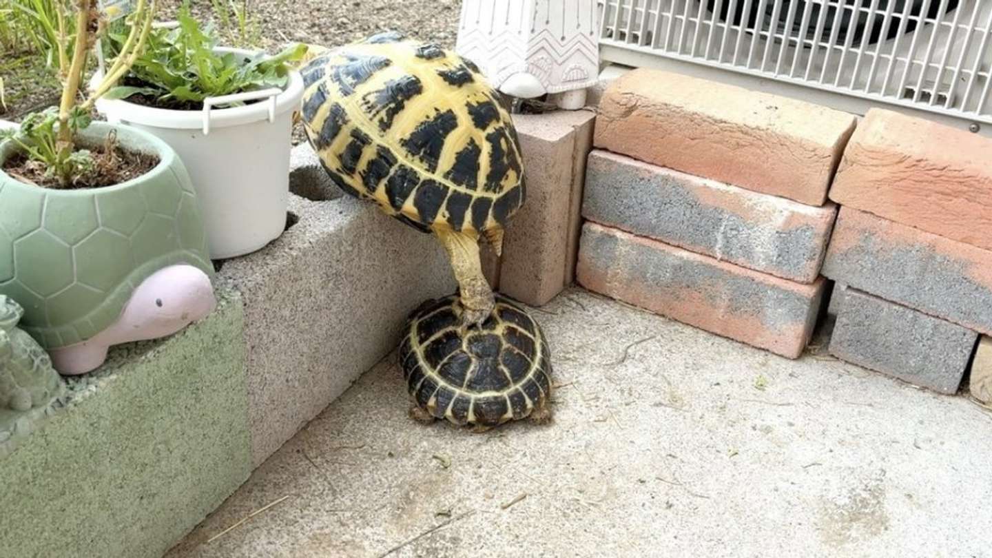 画像提供：ざわとみ（＠kanpanumaibe7）さん