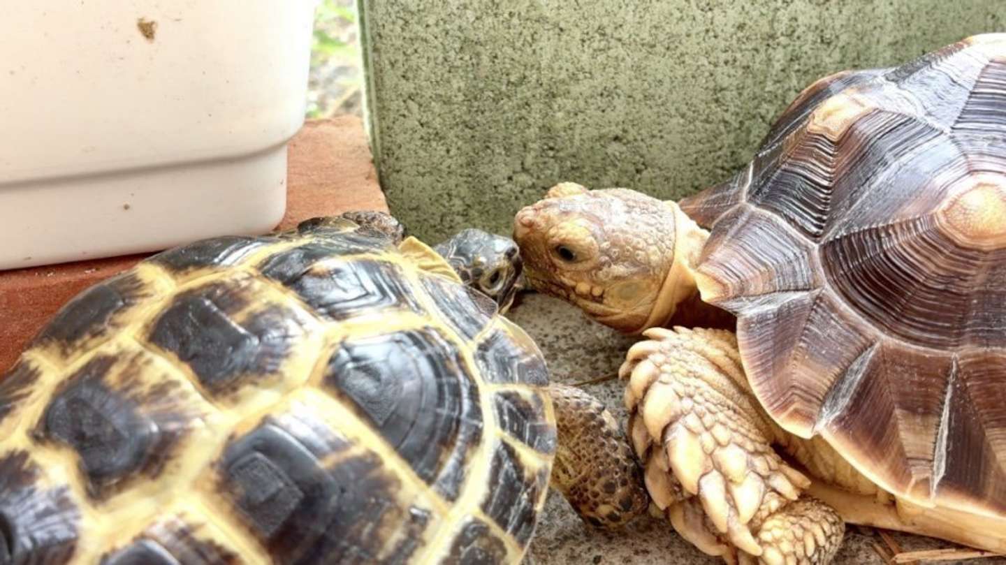 仲良く同居中（画像提供：ざわとみ（＠kanpanumaibe7）さん）