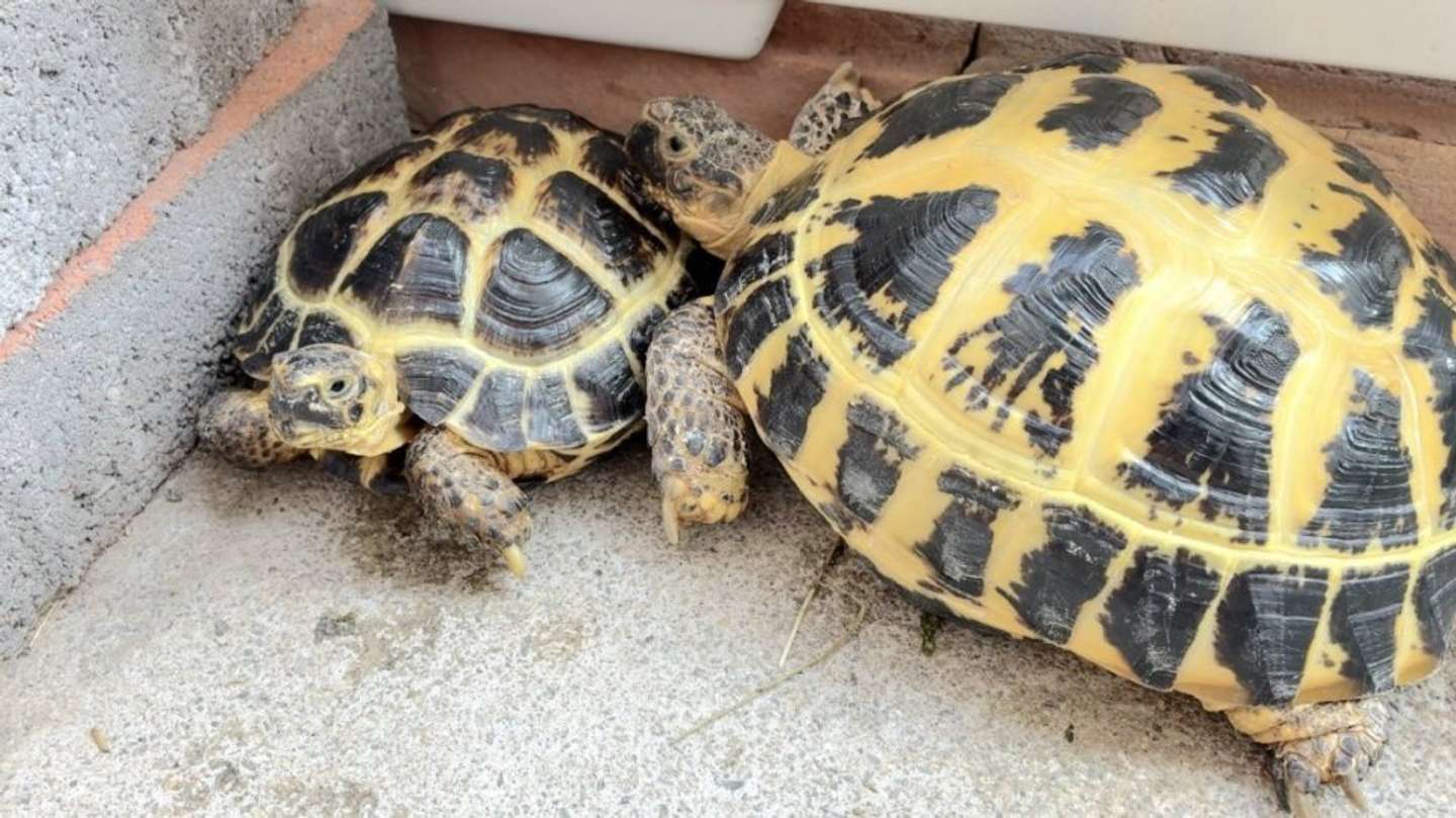 乗り、乗られ（画像提供：ざわとみ（＠kanpanumaibe7）さん）